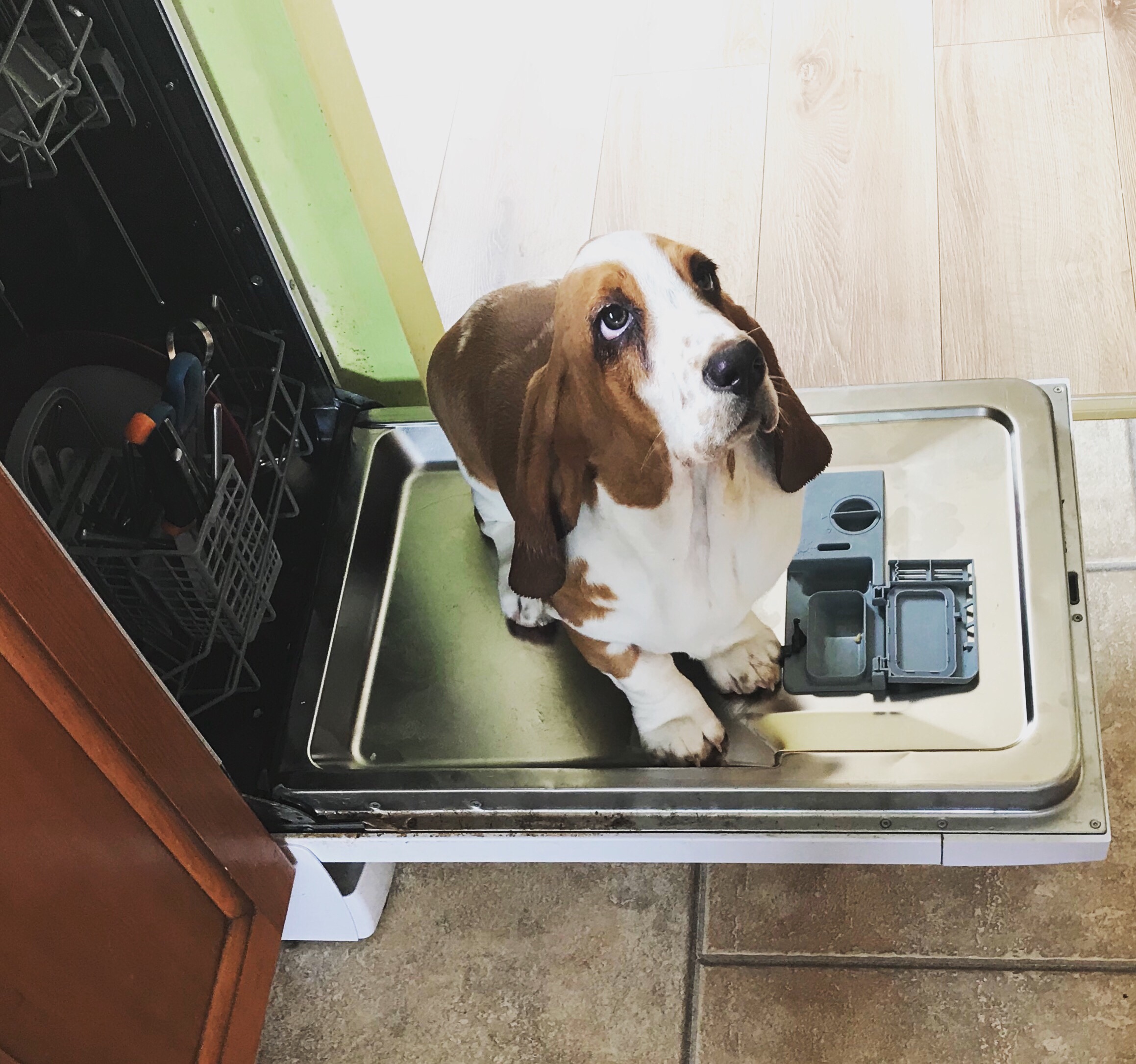 #MySundayPhoto - Dishwasher Dog