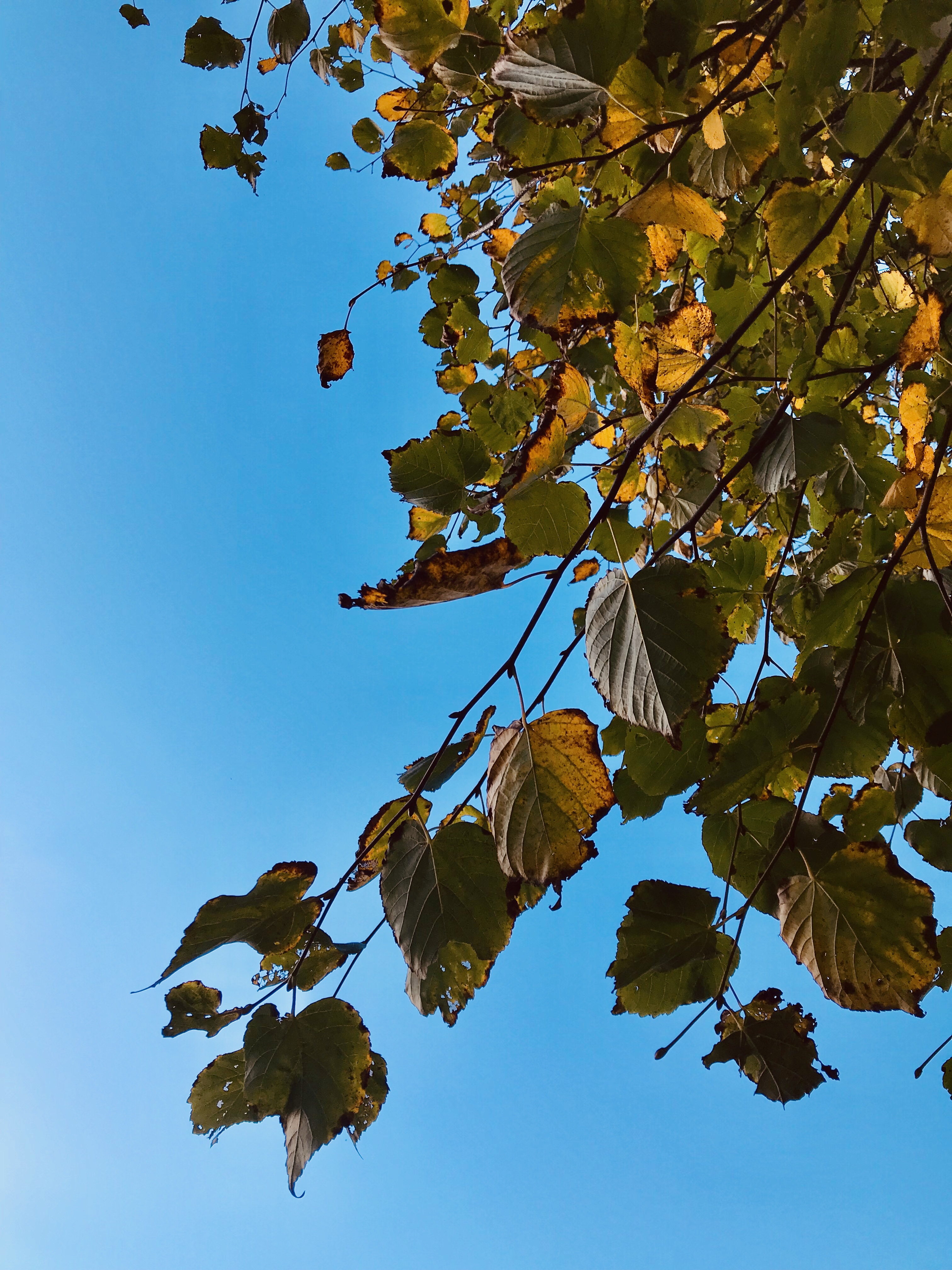 #MySundayPhoto - Autumn Song