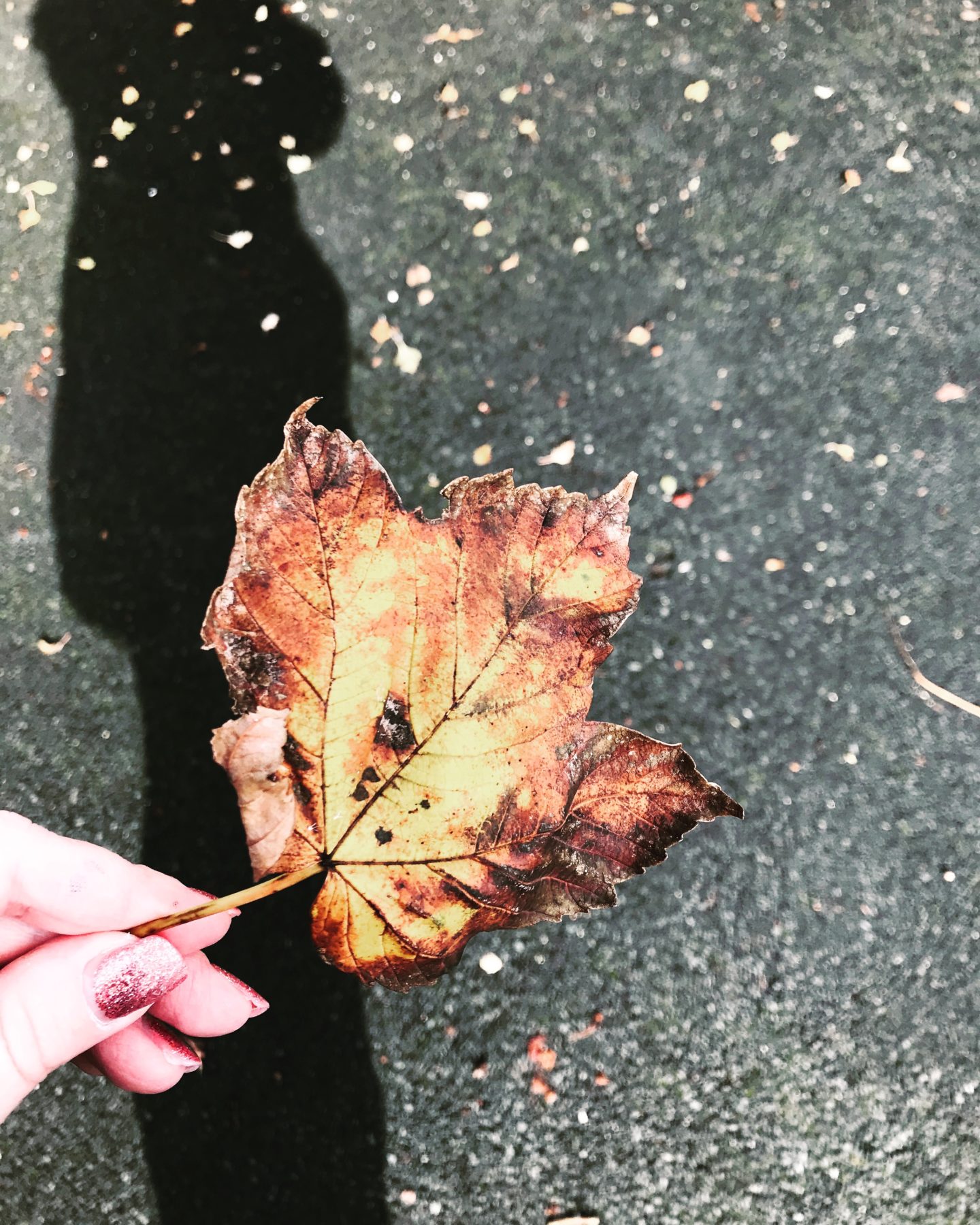 #MySundayPhoto - Autumn at Hand