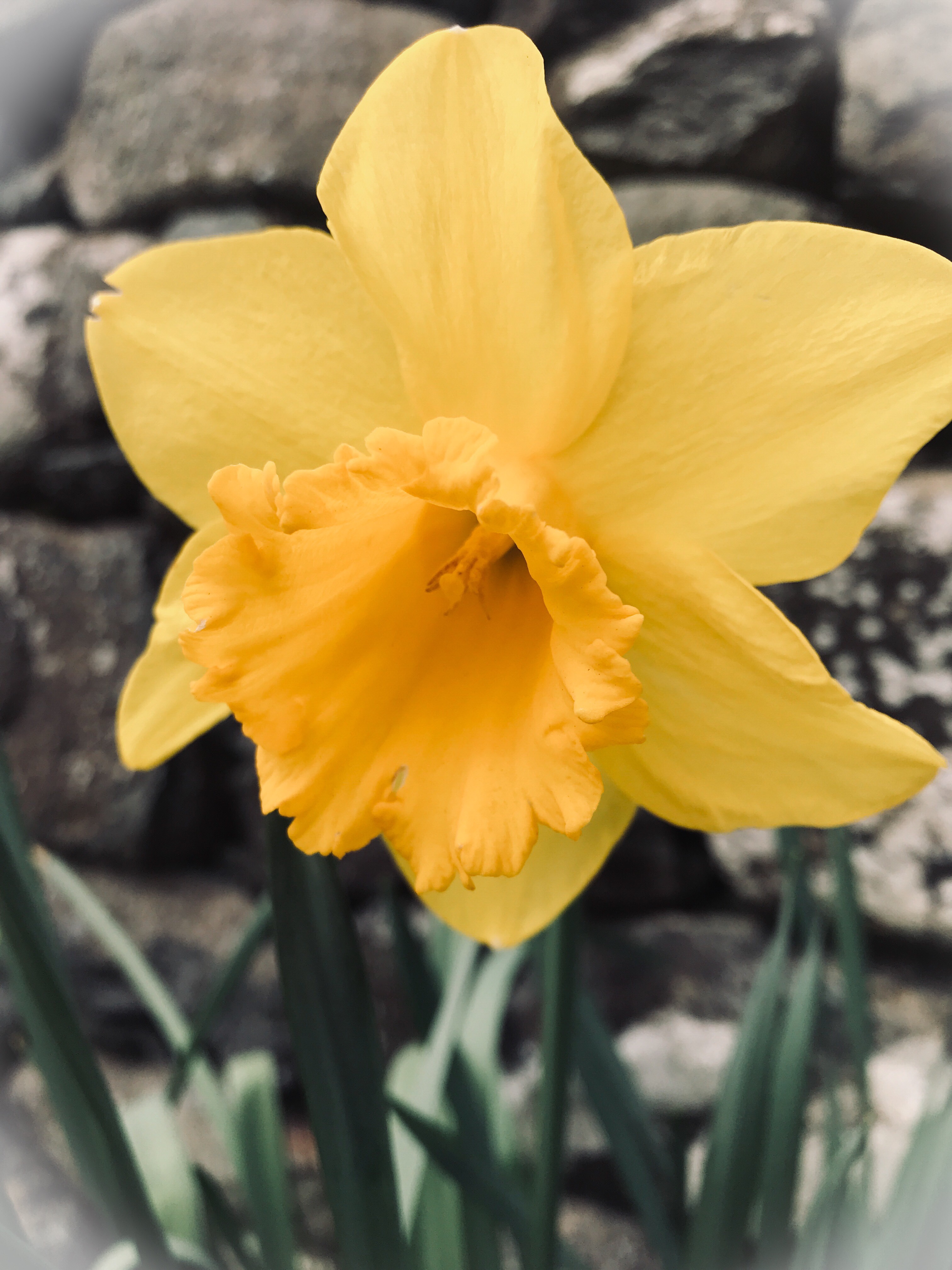 #MySundaySnapshot - Dazzling Daffodils 13/52 (2019)