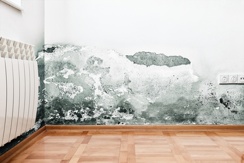 #WOWW – Wipe Out Wet Walls – Keep Small Ones Safe from Damp