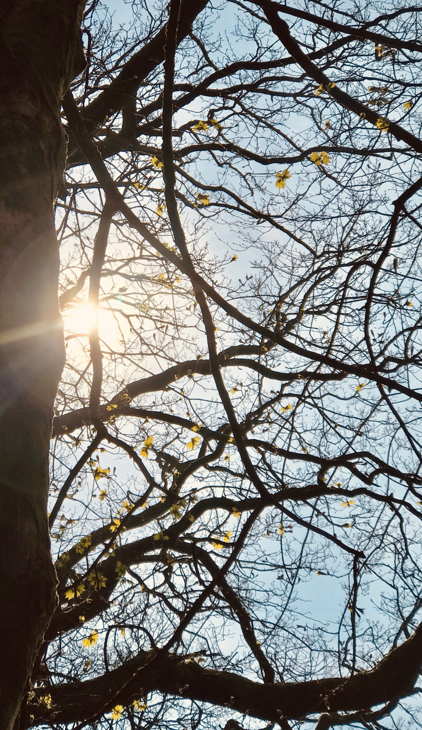 #MySundaySnapshot - Sunbeams Through The Branches 18/52 (2019)