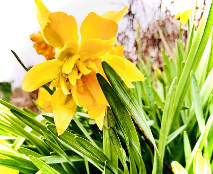 #MySundaySnapshot - Daffodil Lament  10/52 (2020)