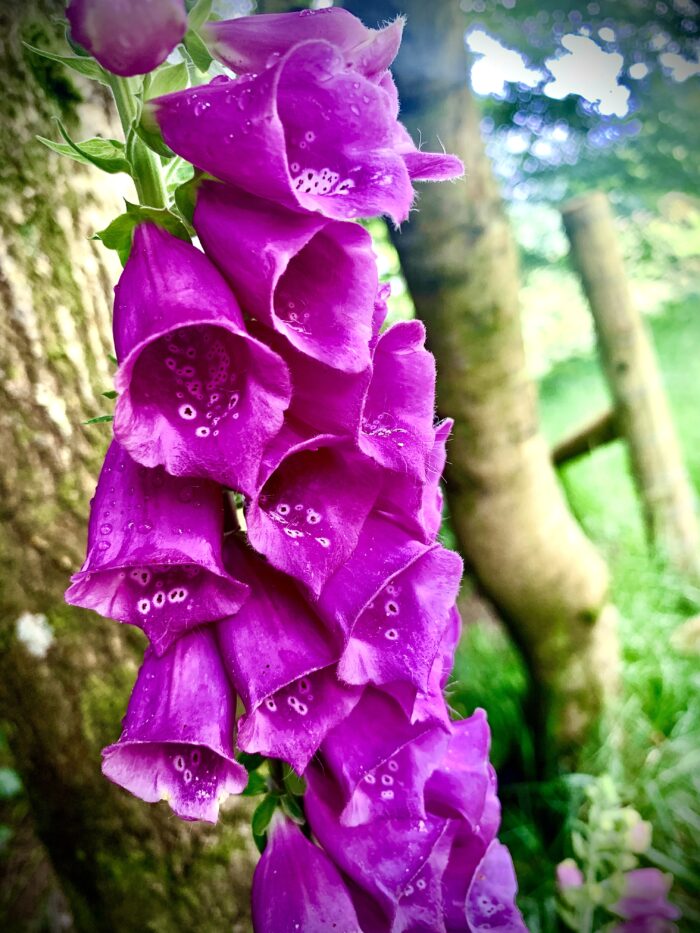 #MySundaySnapshot - Fantastic Foxglove 29/52 (2021)