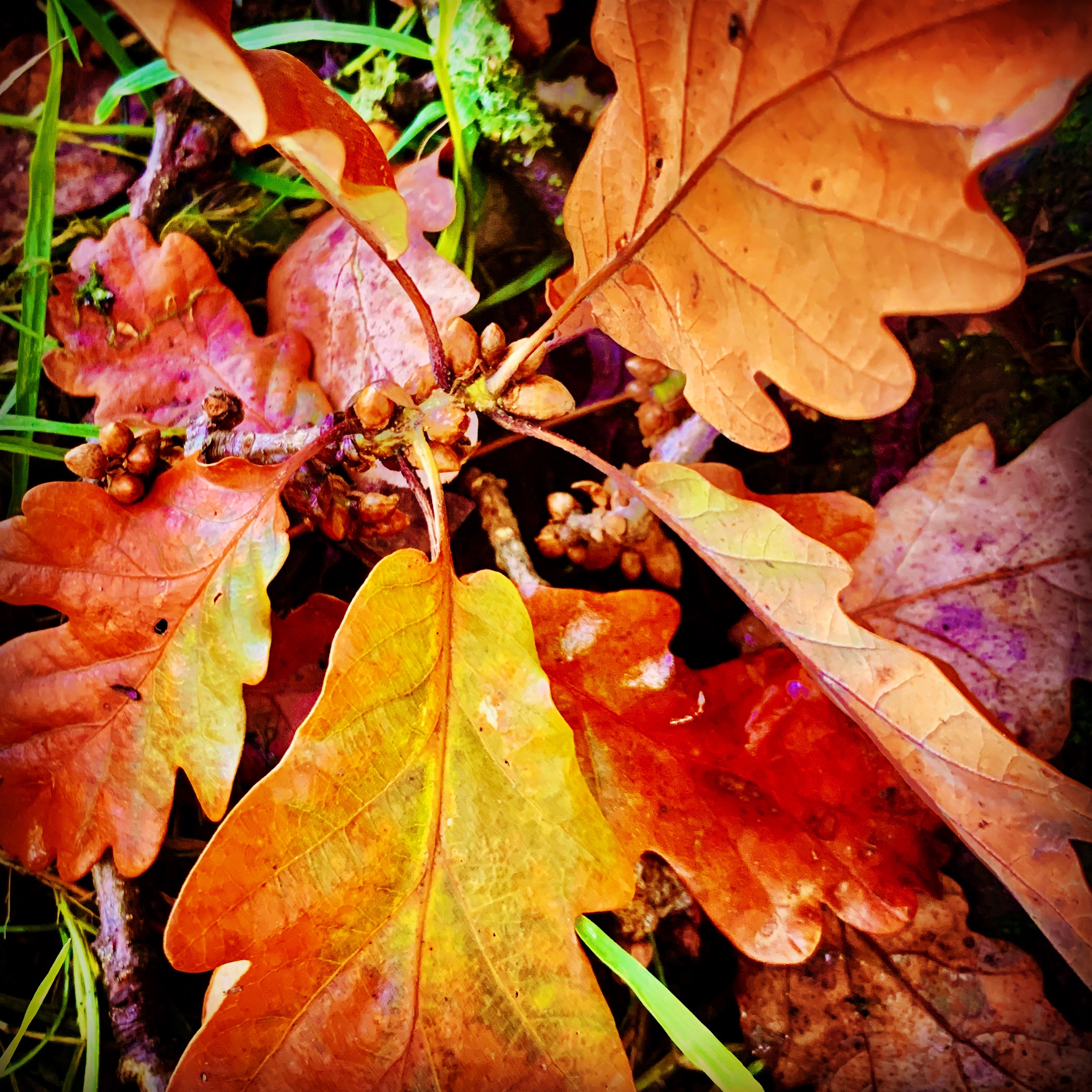 #MySundaySnapshot - Golden Brown 39/52 (2021)