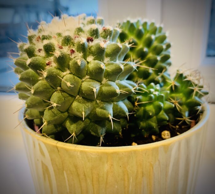 #MySundaySnapshot - Feeling Prickly 37/52 (2021) #MySundaySnapshot - Feeling Prickly 37/52 (2021)