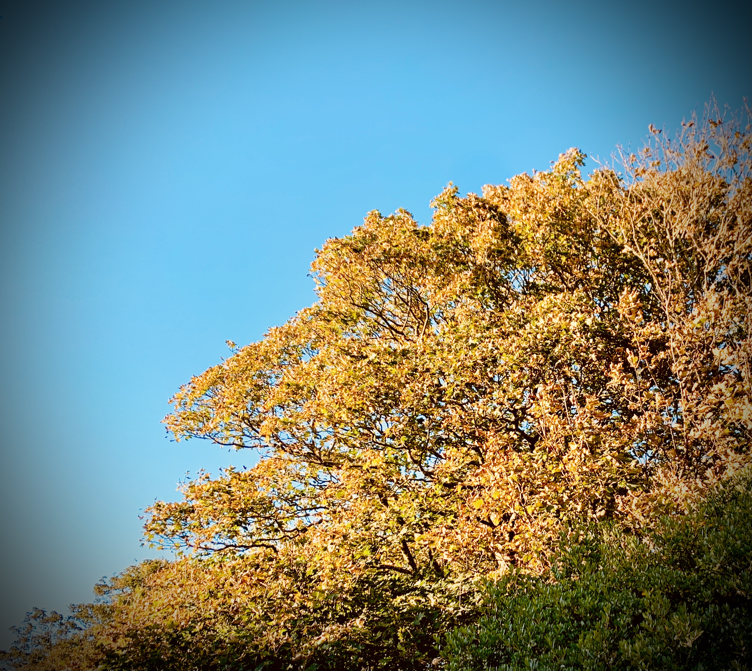 #MySundaySnapshot - The Season of Uncertainty 43/52 (2021)