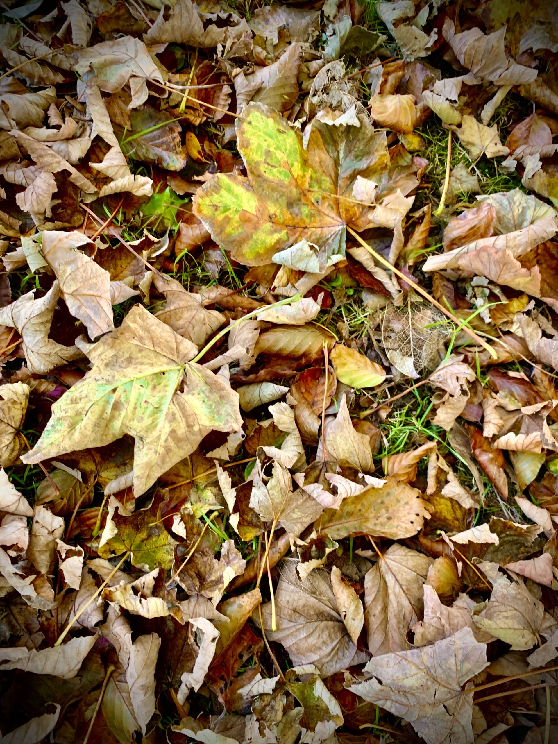 #MySundaySnapshot - A Golden Glow 42/52 (2021)