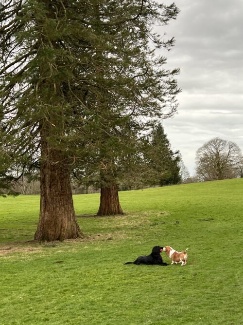 dog walks Things that I have #LikedandLoved in March 2022