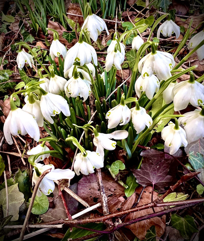 #MySundaySnapshot - Signs of Spring 07/52 (2022)