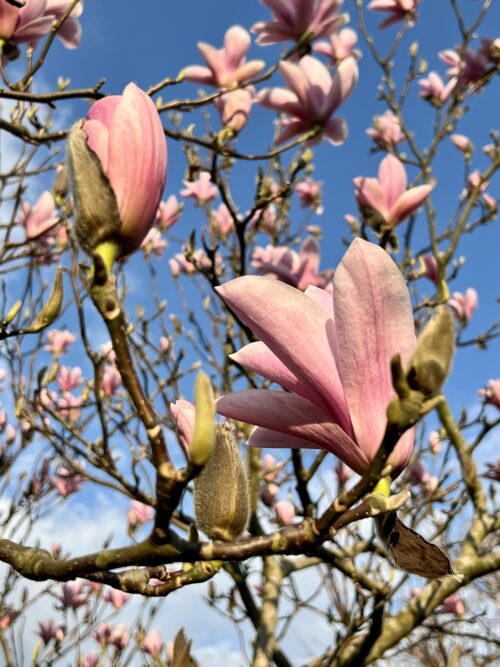 spring Things that I have #LikedandLoved in March 2022