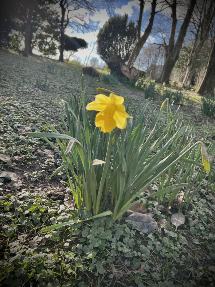 #MySundaySnapshot - Daffodil Season 10/52 (2022)