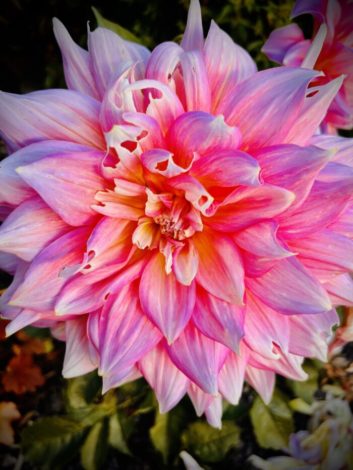 #MySundaySnapshot - Think Pink 29/52 (2022)