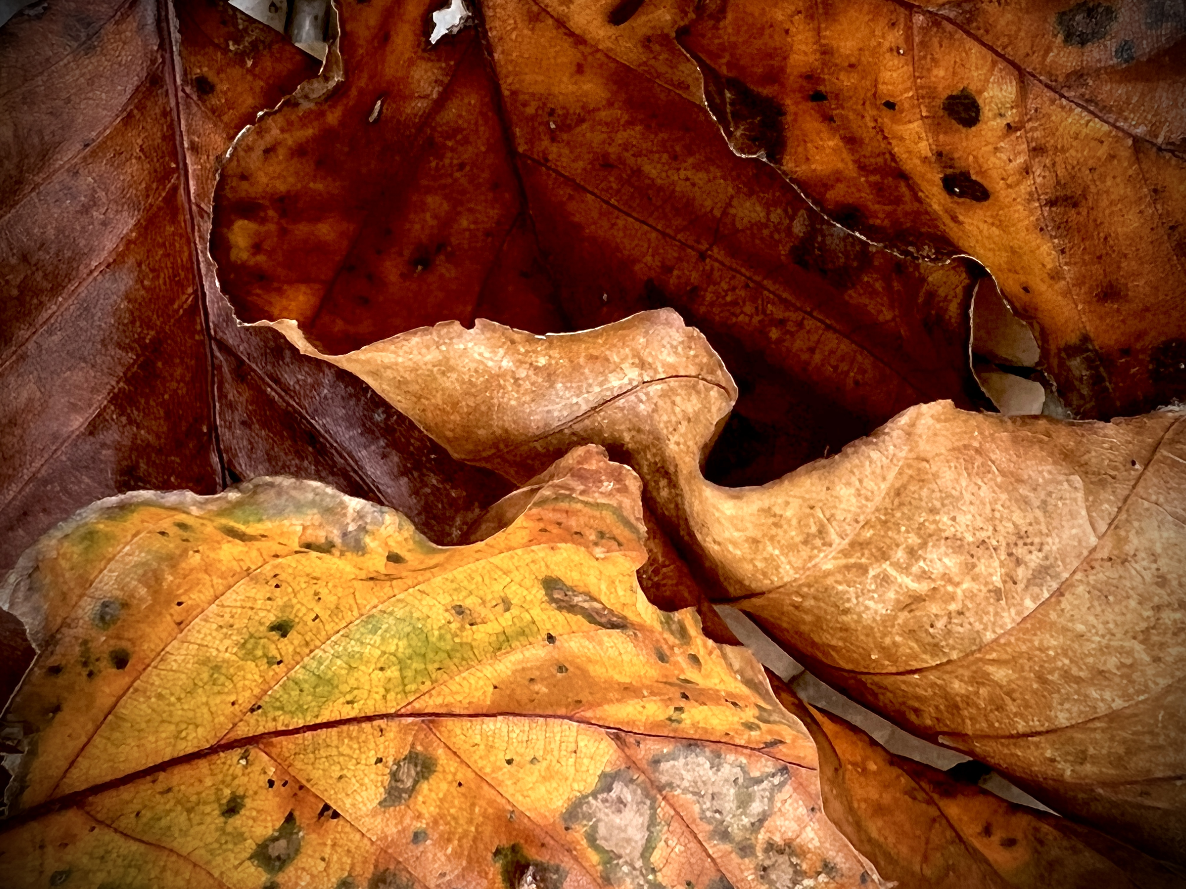#MySundaySnapshot - Let The Autumn Leaves Fall 43/52 (2022)