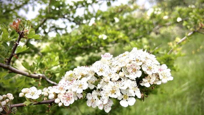 #MySundaySnapshot - The Fairy Tree 23/53 (2023) 