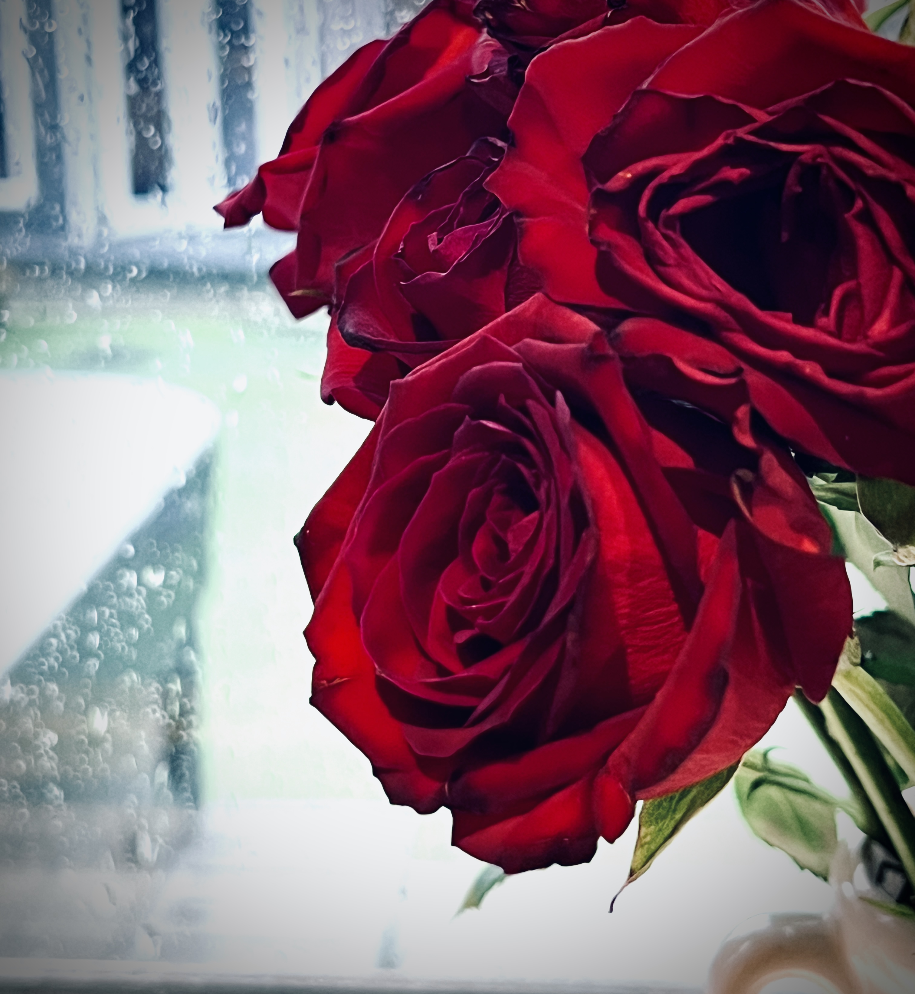 #MySundaySnapshot - For The Roses 47/53 (2023)