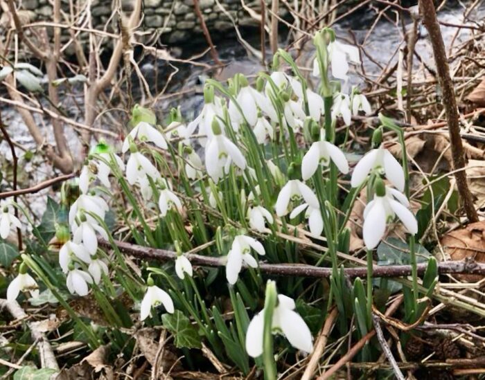 #MySundaySnapshot - Stunning Snowdrops 05/52 (2024)