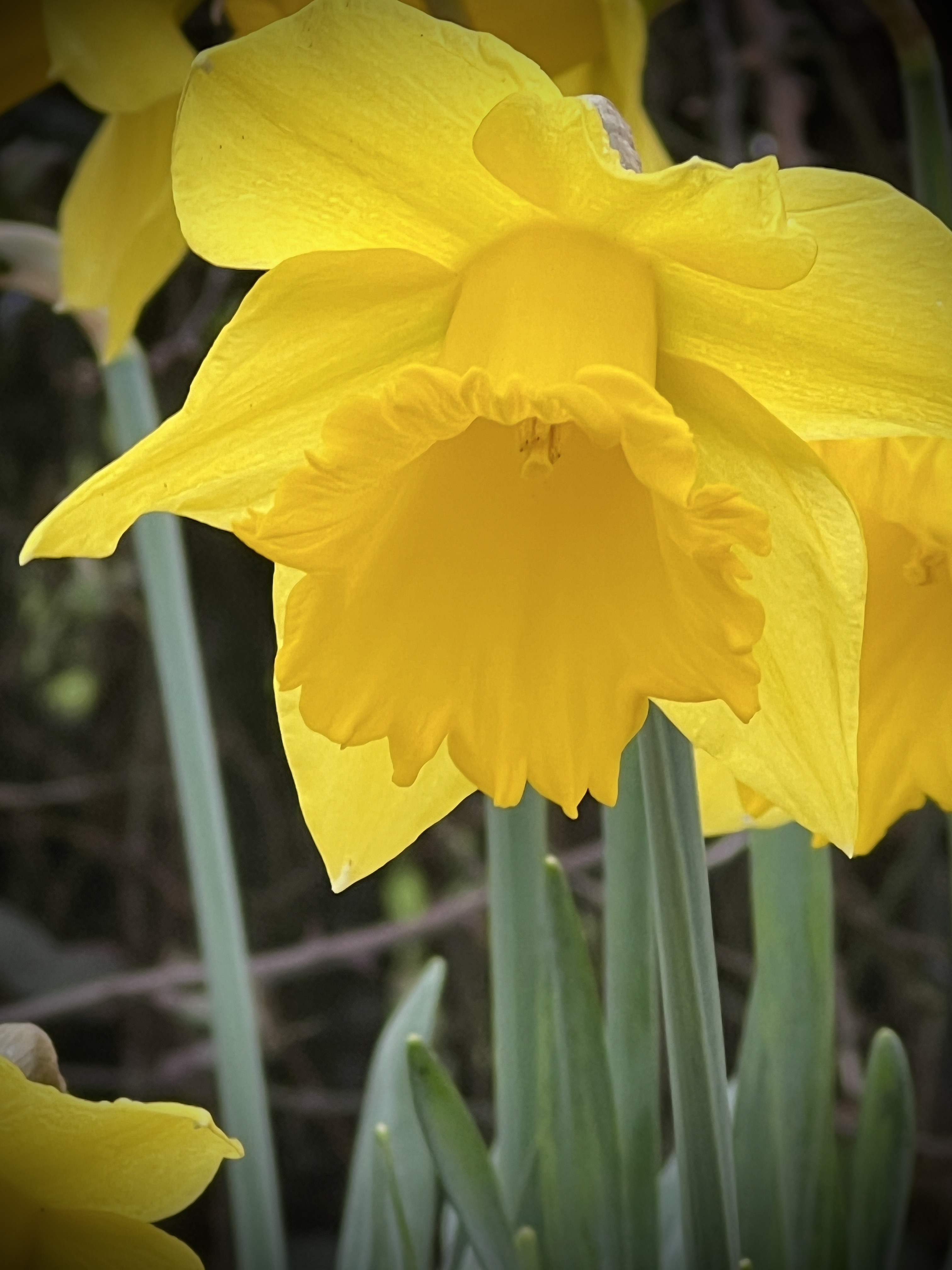 #MySundaySnapshot - I Wandered As Lonely As A Cloud 09/52 (2024)