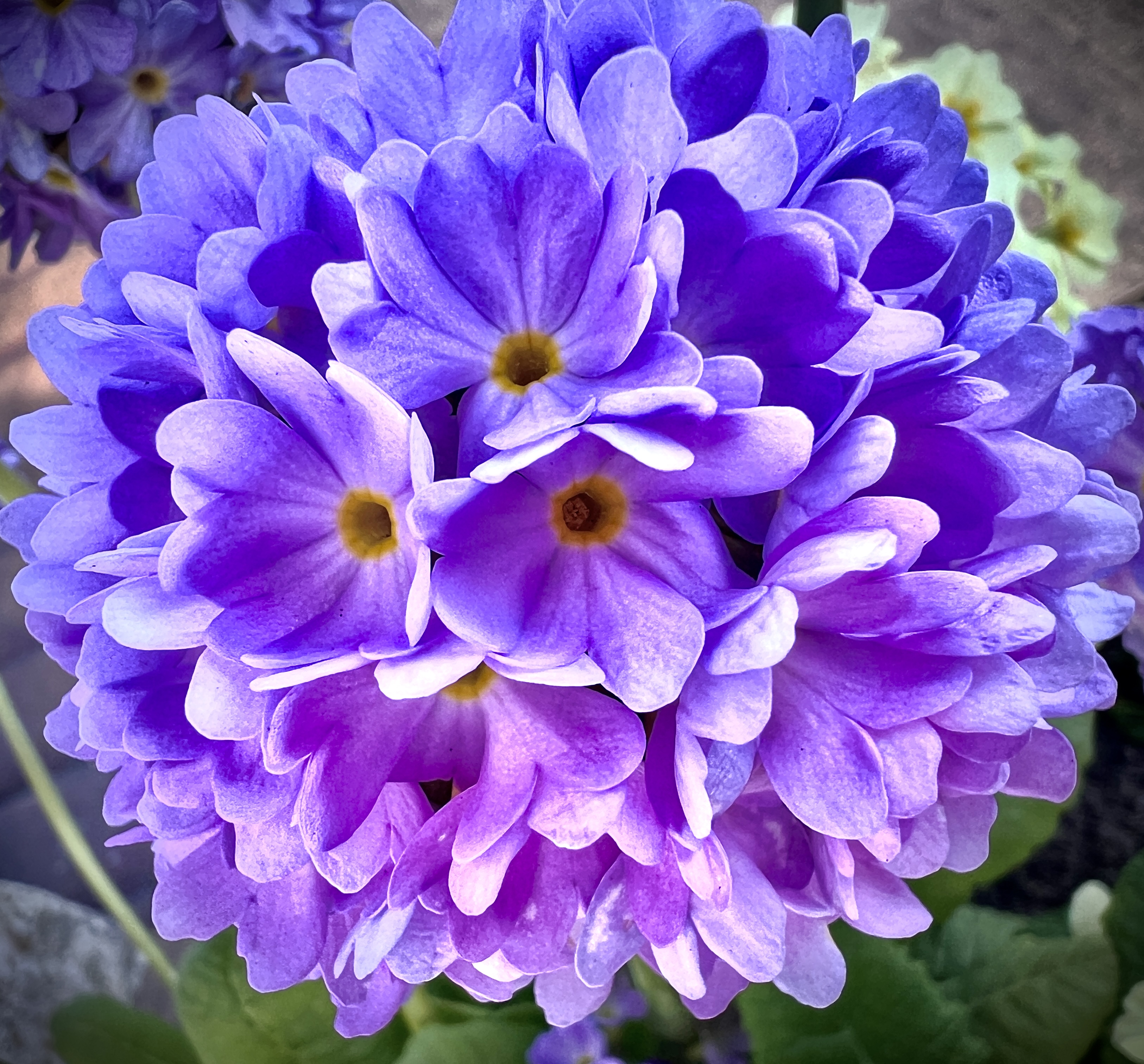 #MySundaySnapshot - The Power of Purple 13/52 (2024)