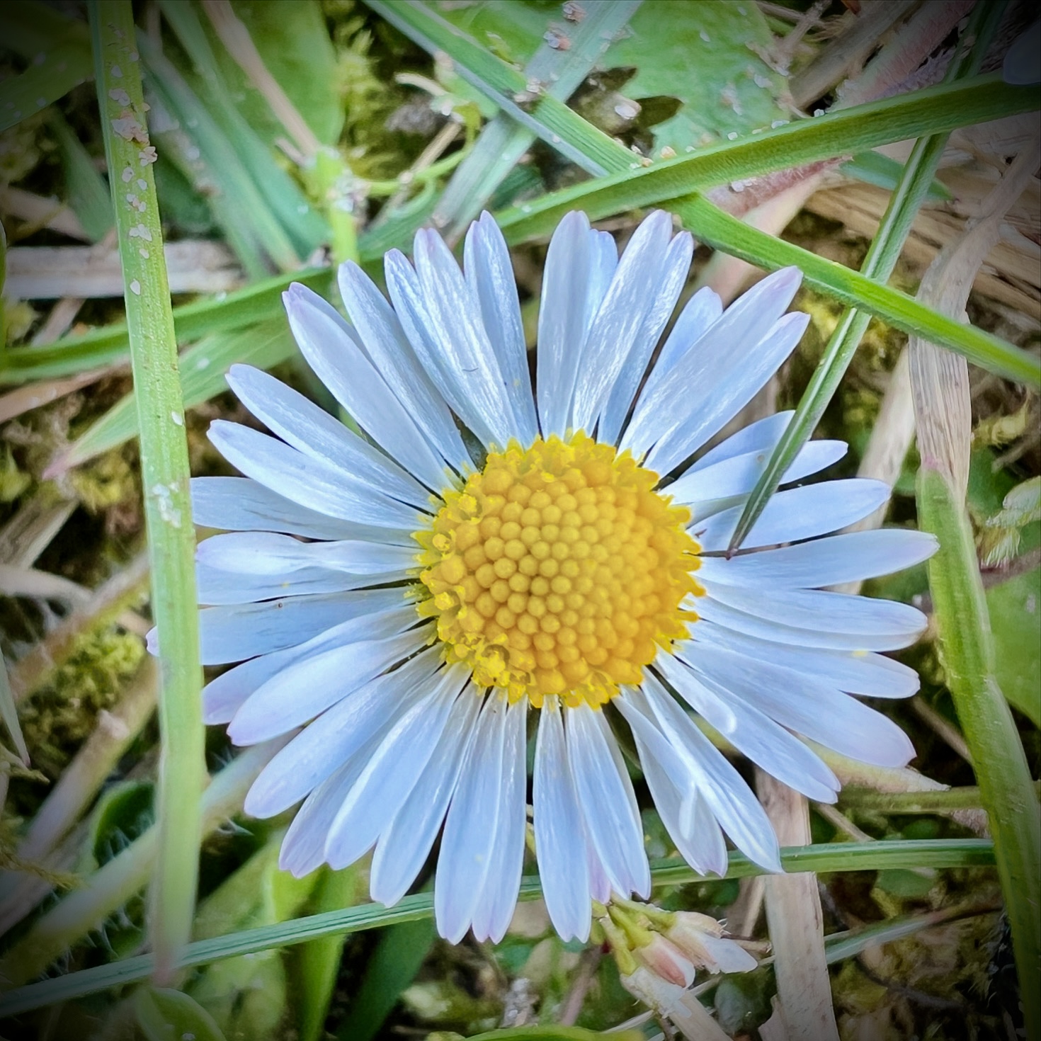 #MySundaySnapshot - Maybe Daisy 17/52 (2024)