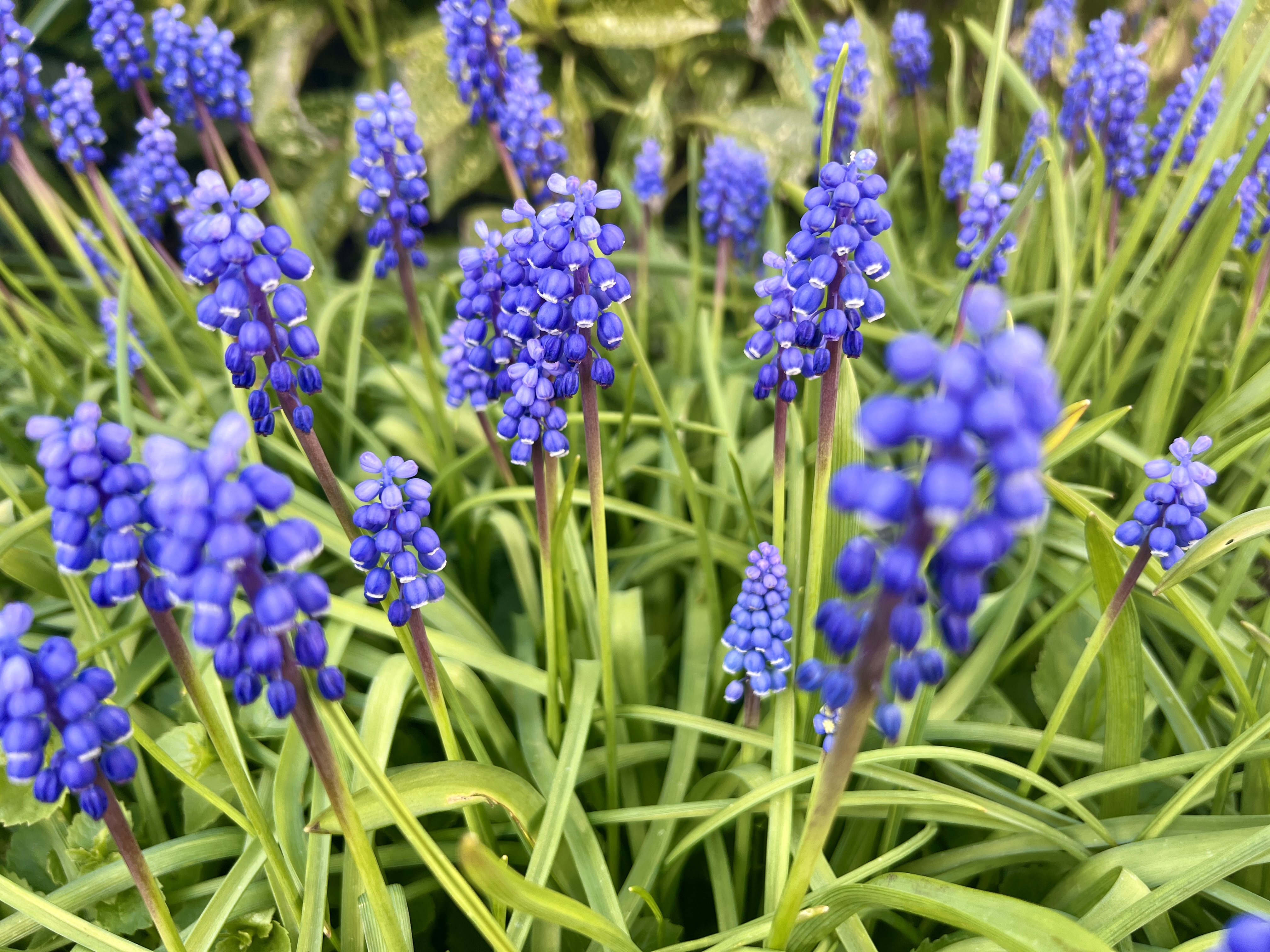 #MySundaySnapshot - A Pop of Purple 16/52 (2024)