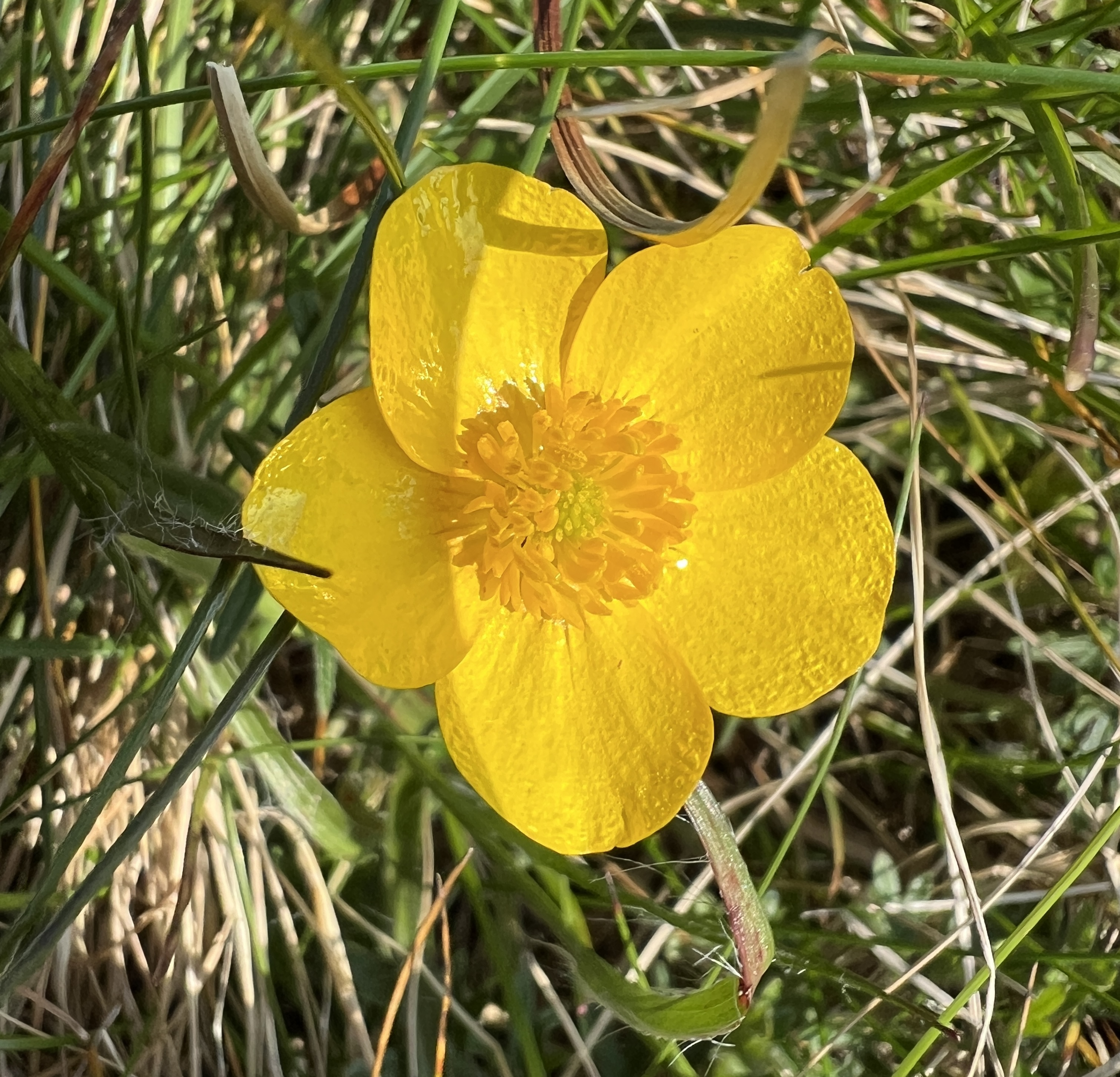 #MySundaySnapshot - Build Me Up Buttercup 18/52 (2024)