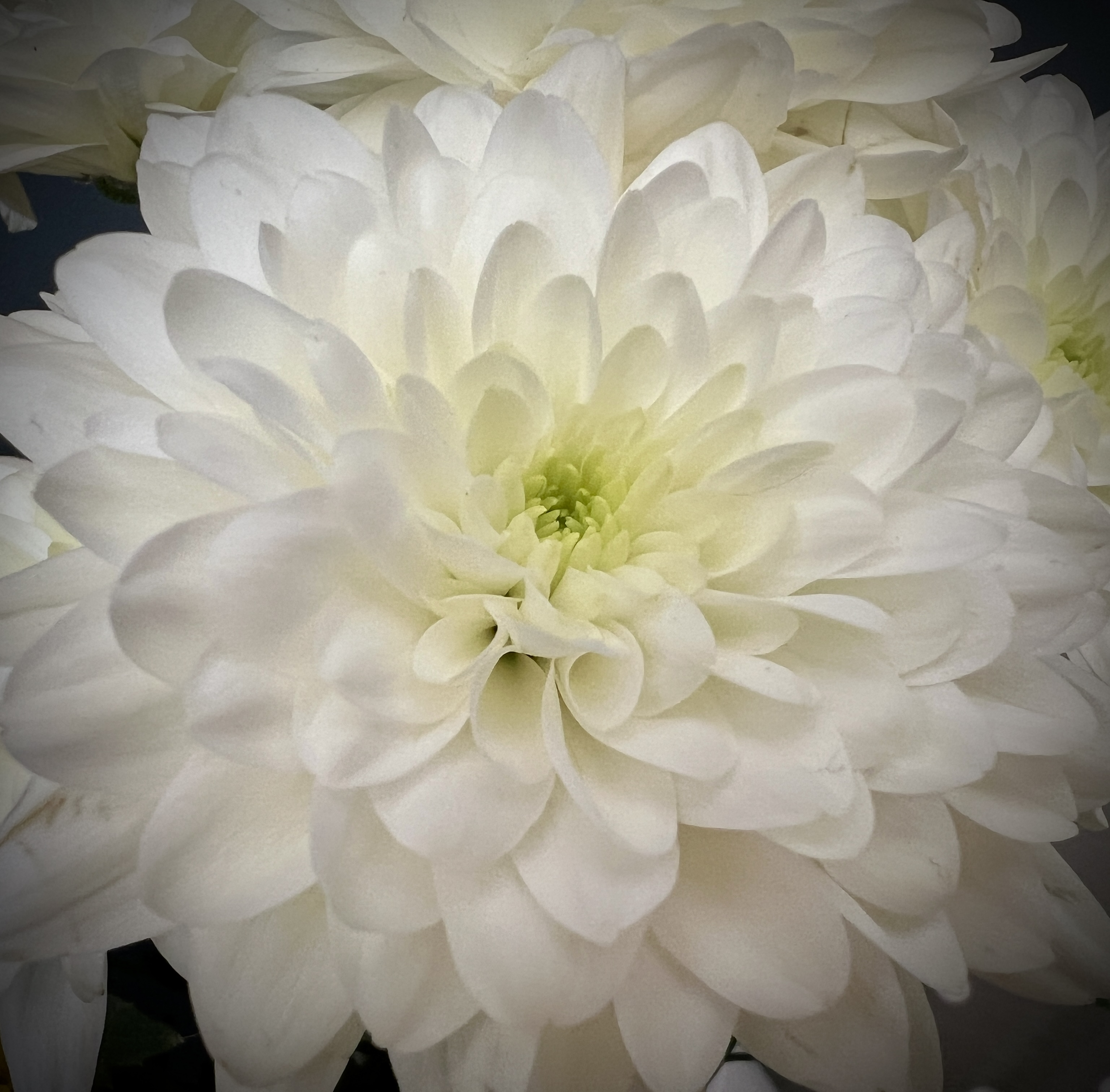 #MySundaySnapshot - Flowers 25/52 (2024)