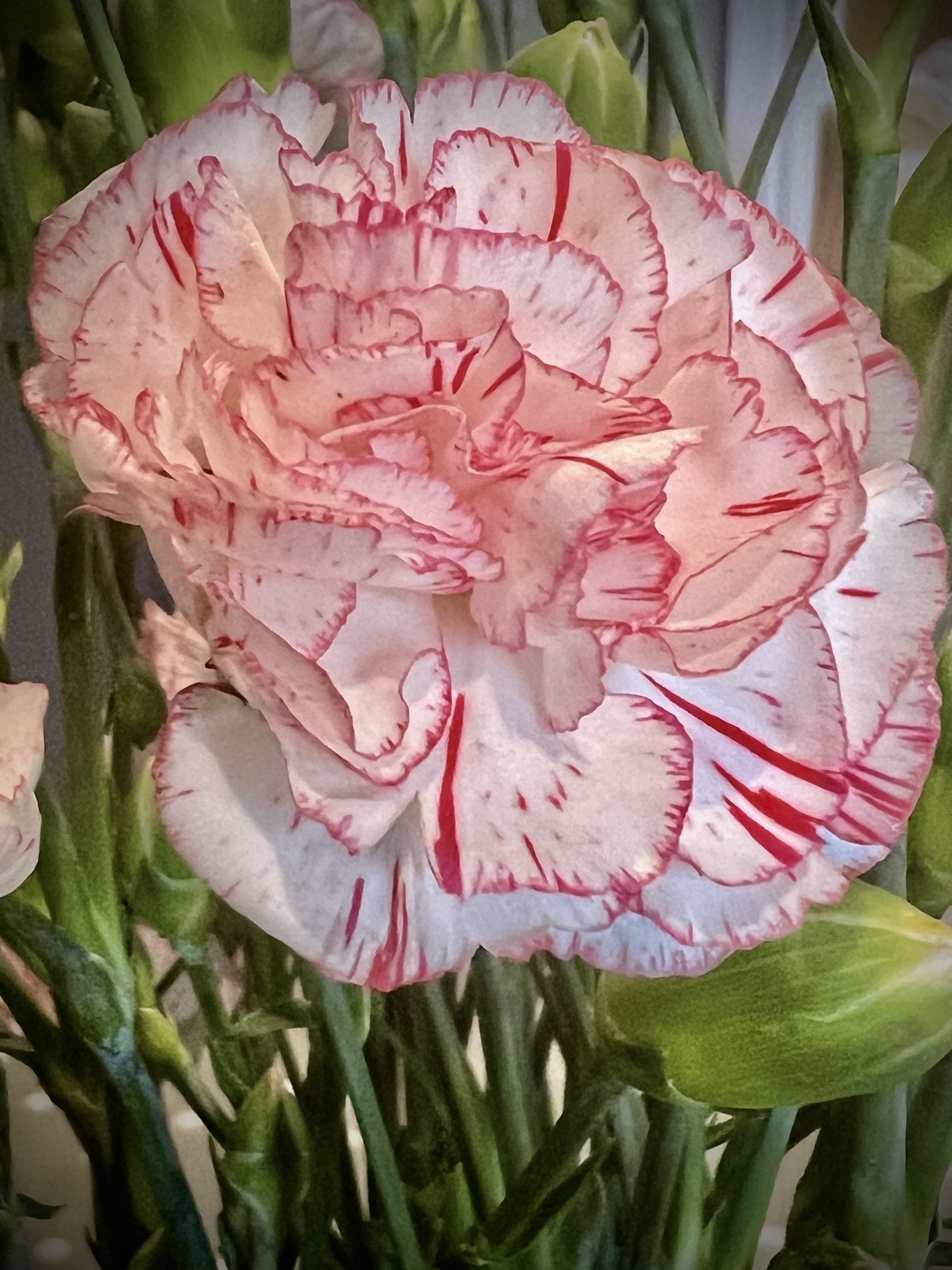 #MySundaySnapshot - Pink 26/52 (2024)