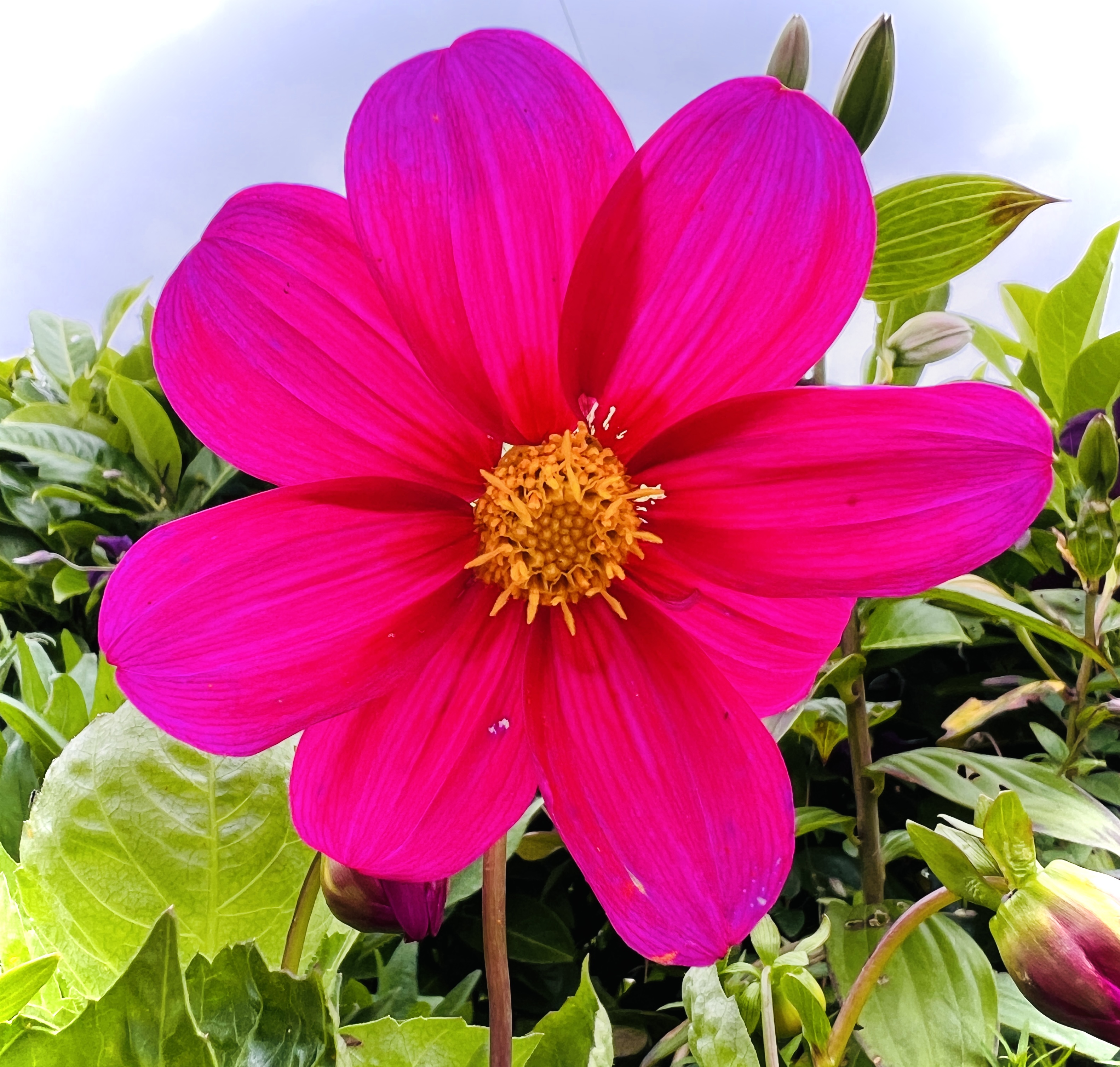 #MySundaySnapshot - Bright Side 28/52 (2024)