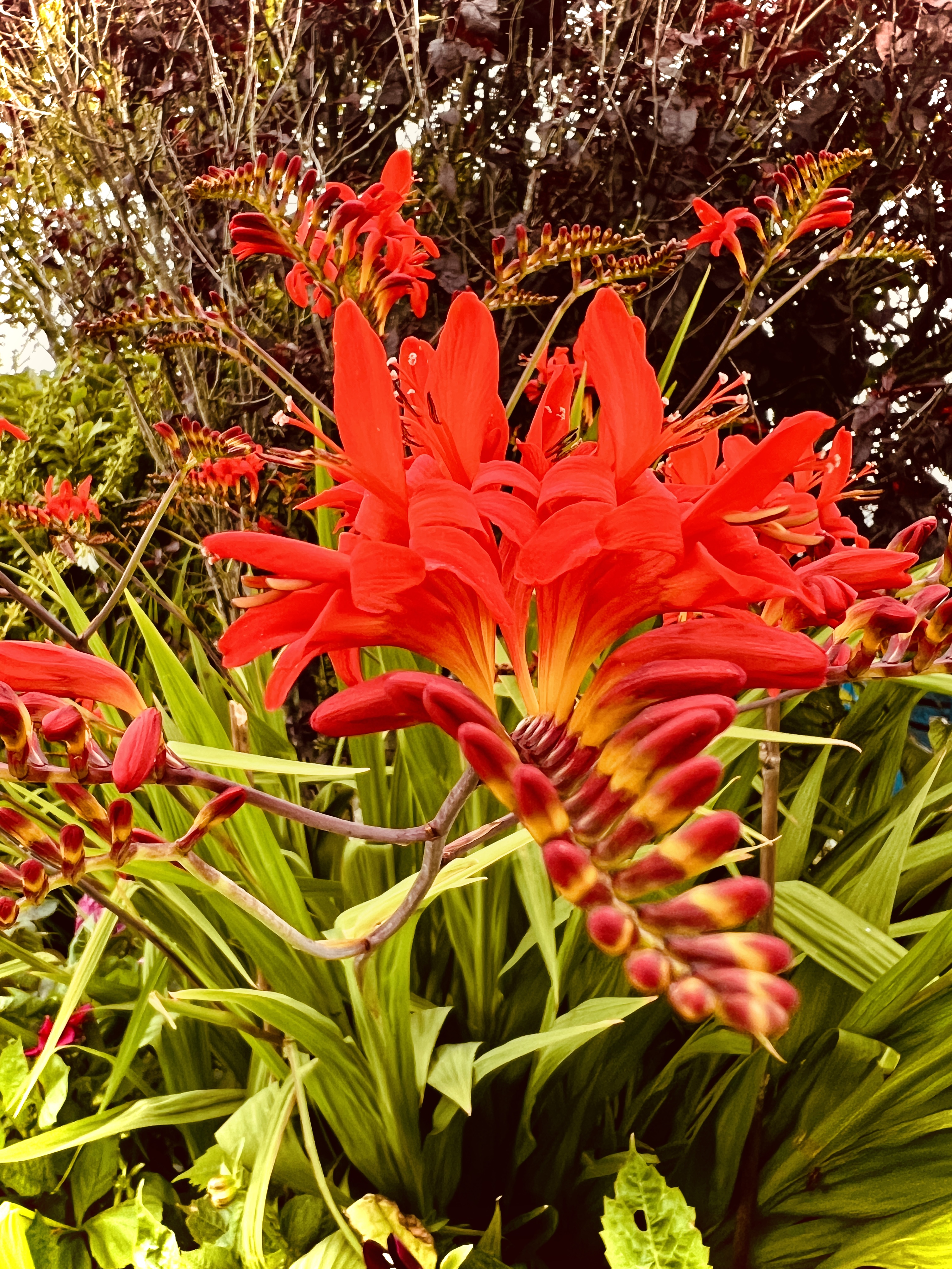 #MySundaySnapshot - Autumn In August 31/52 (2024)