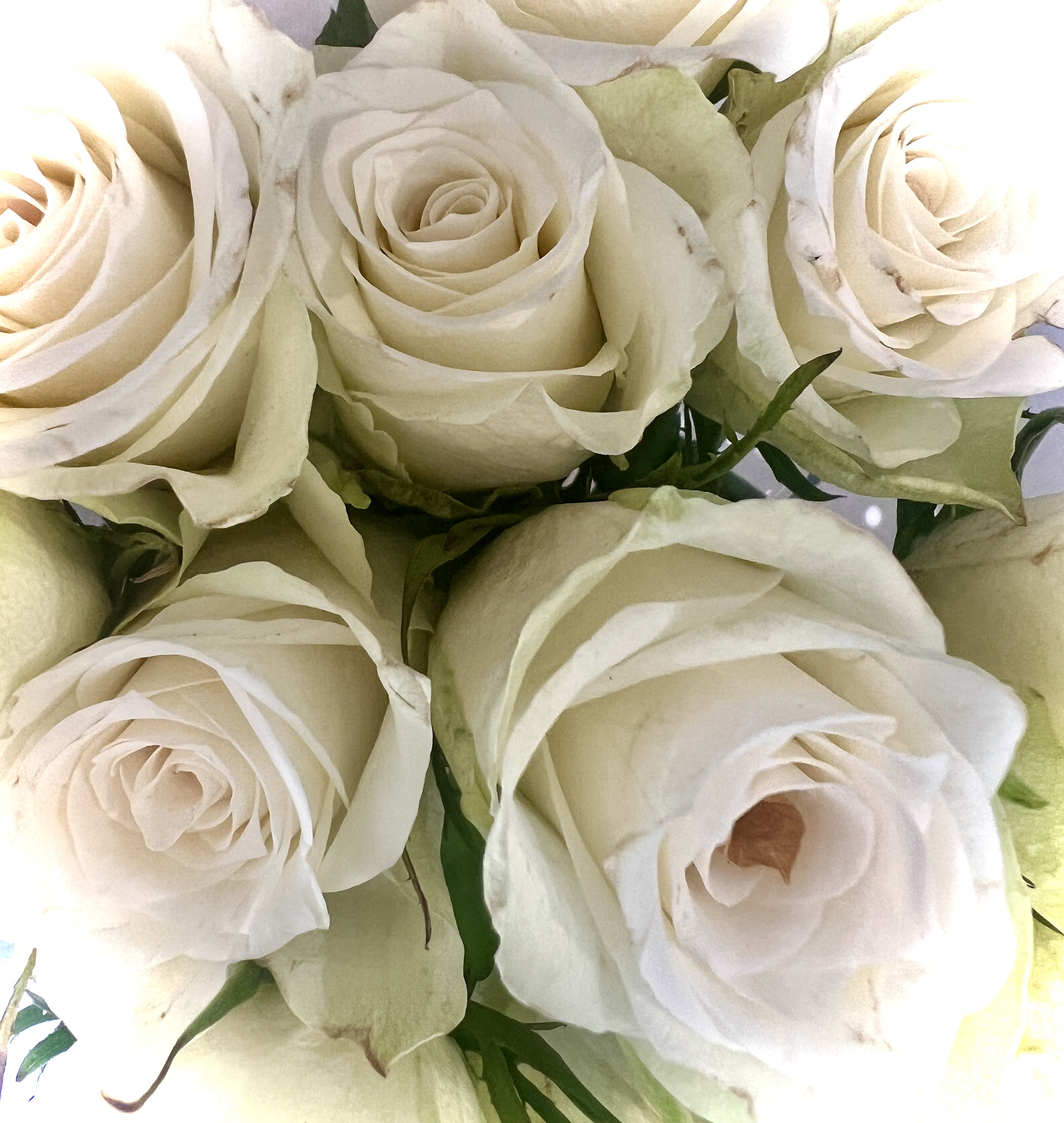 #MySundaySnapshot - Almost Rosey 33/52 (2024)