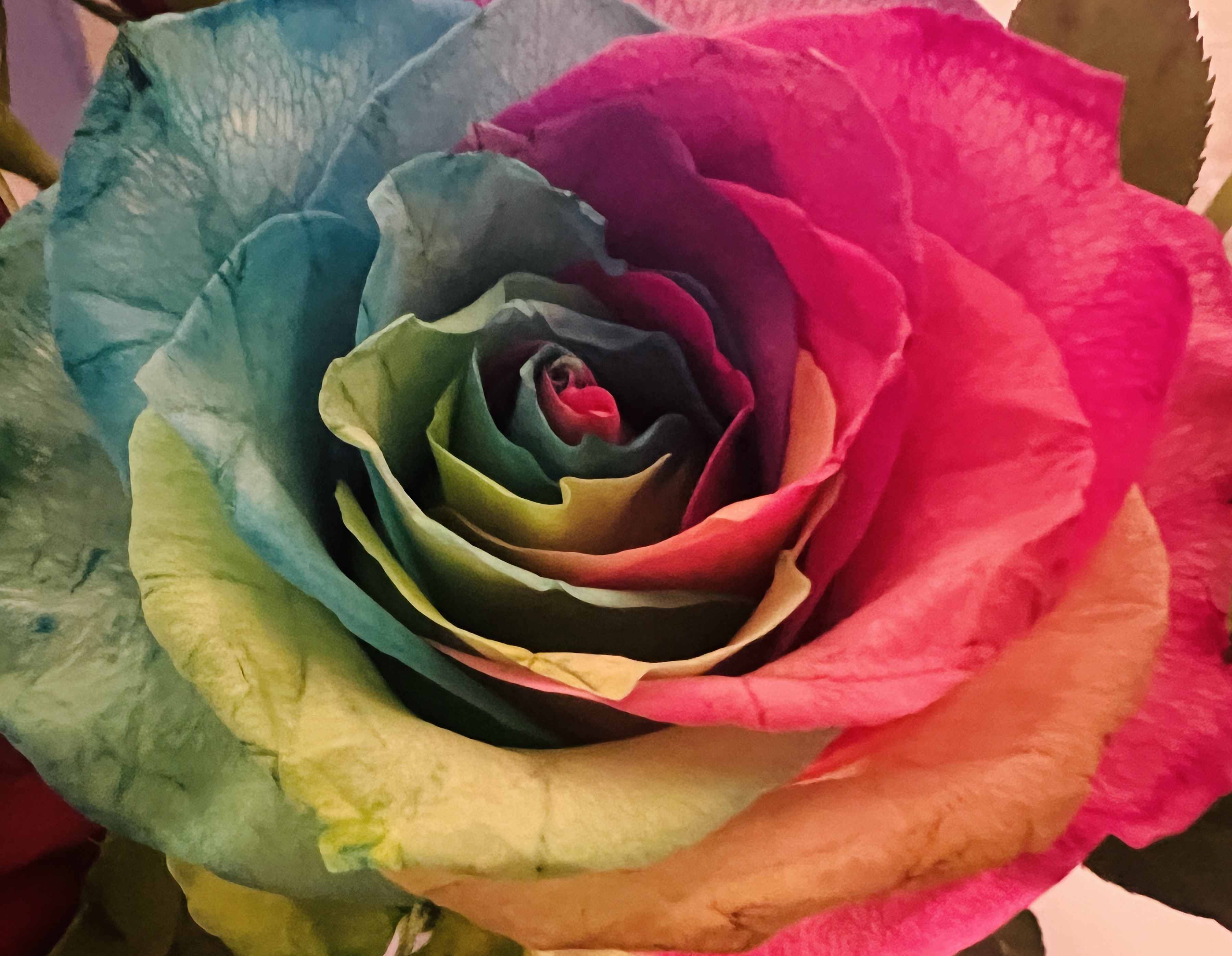 #MySundaySnapshot - Rainbow Rose 07/52 (2025)