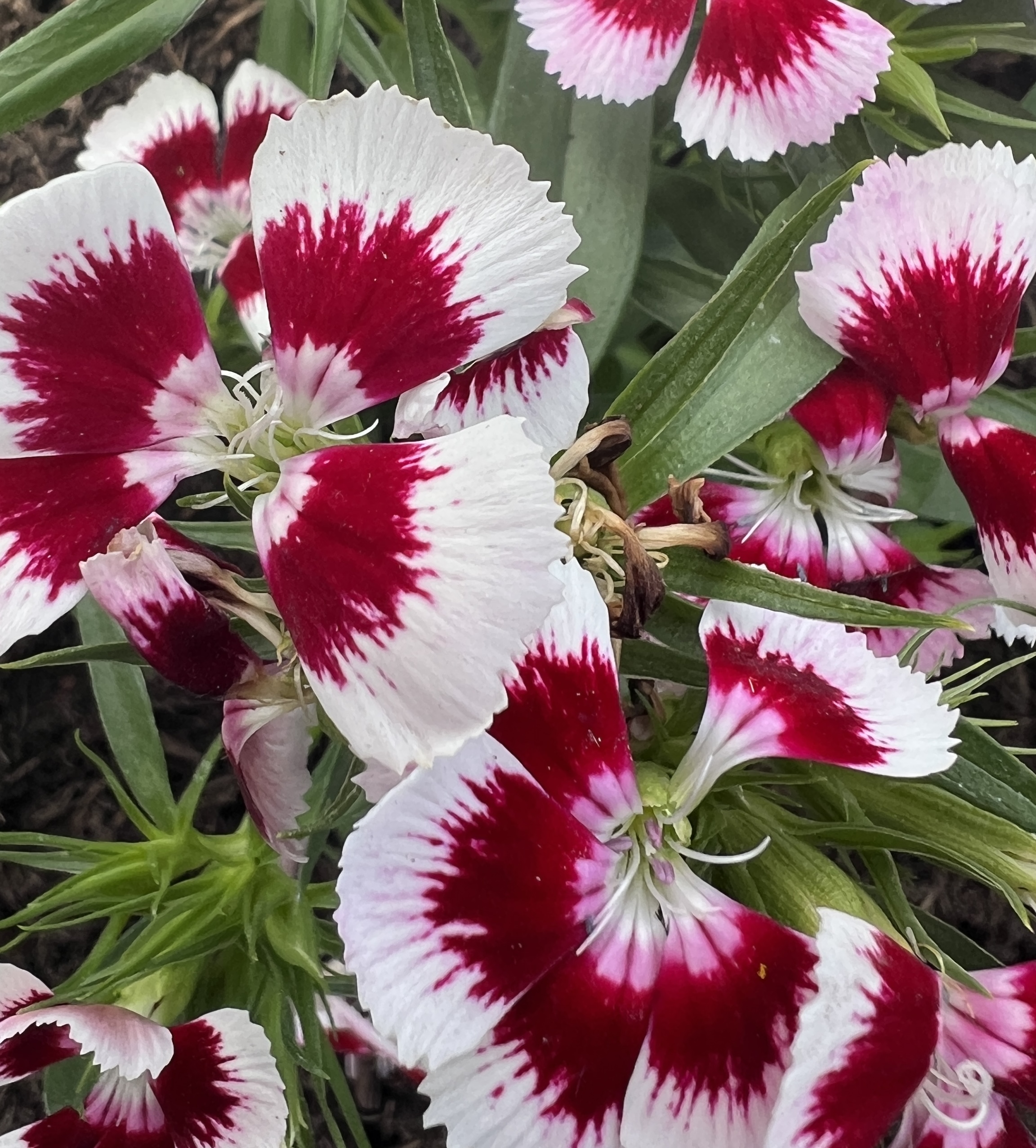 #MySundaySnapshot - Flowers 19/52 (2025)