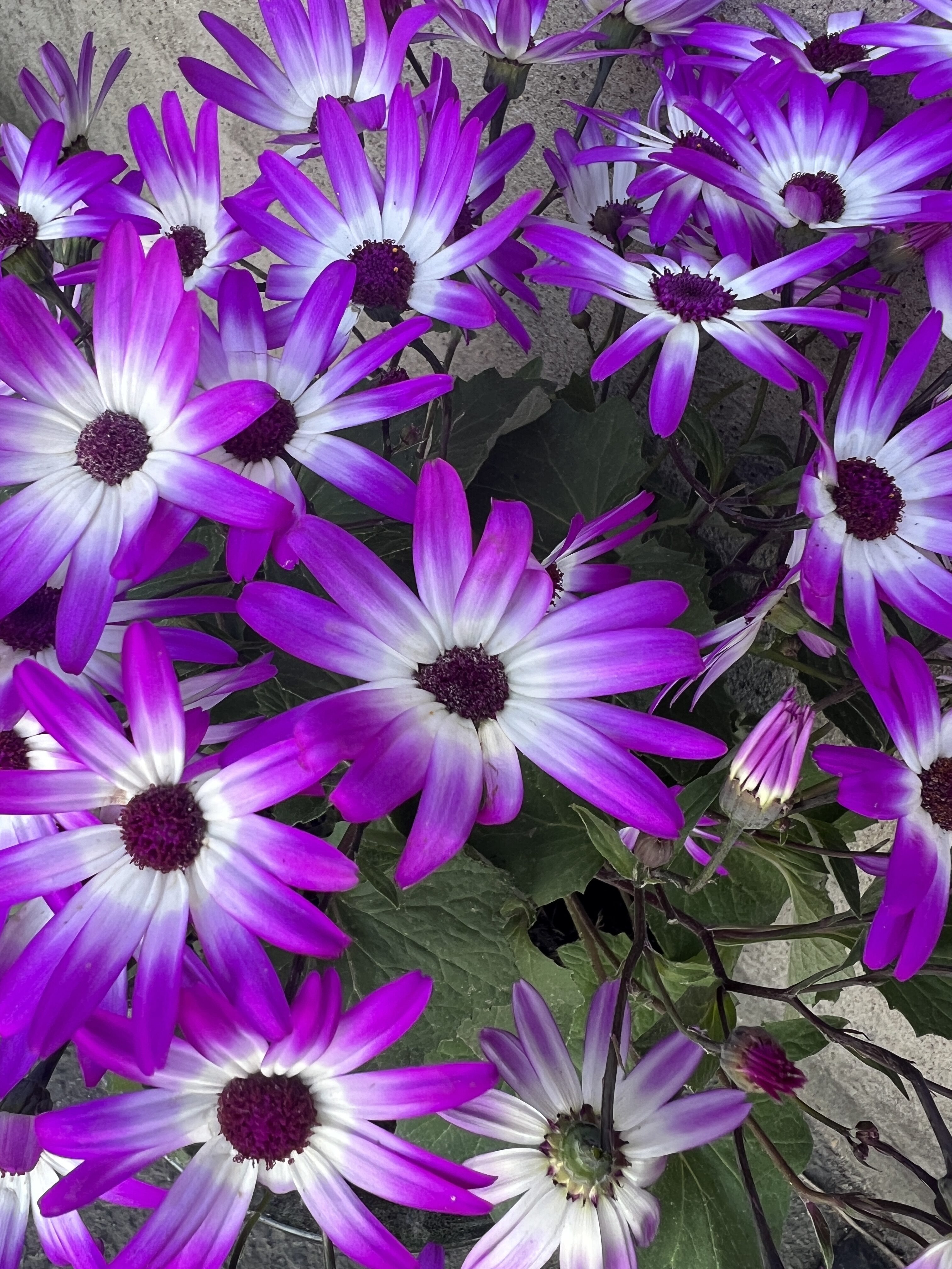 #MySundaySnapshot - Purple Power 18/52 2025