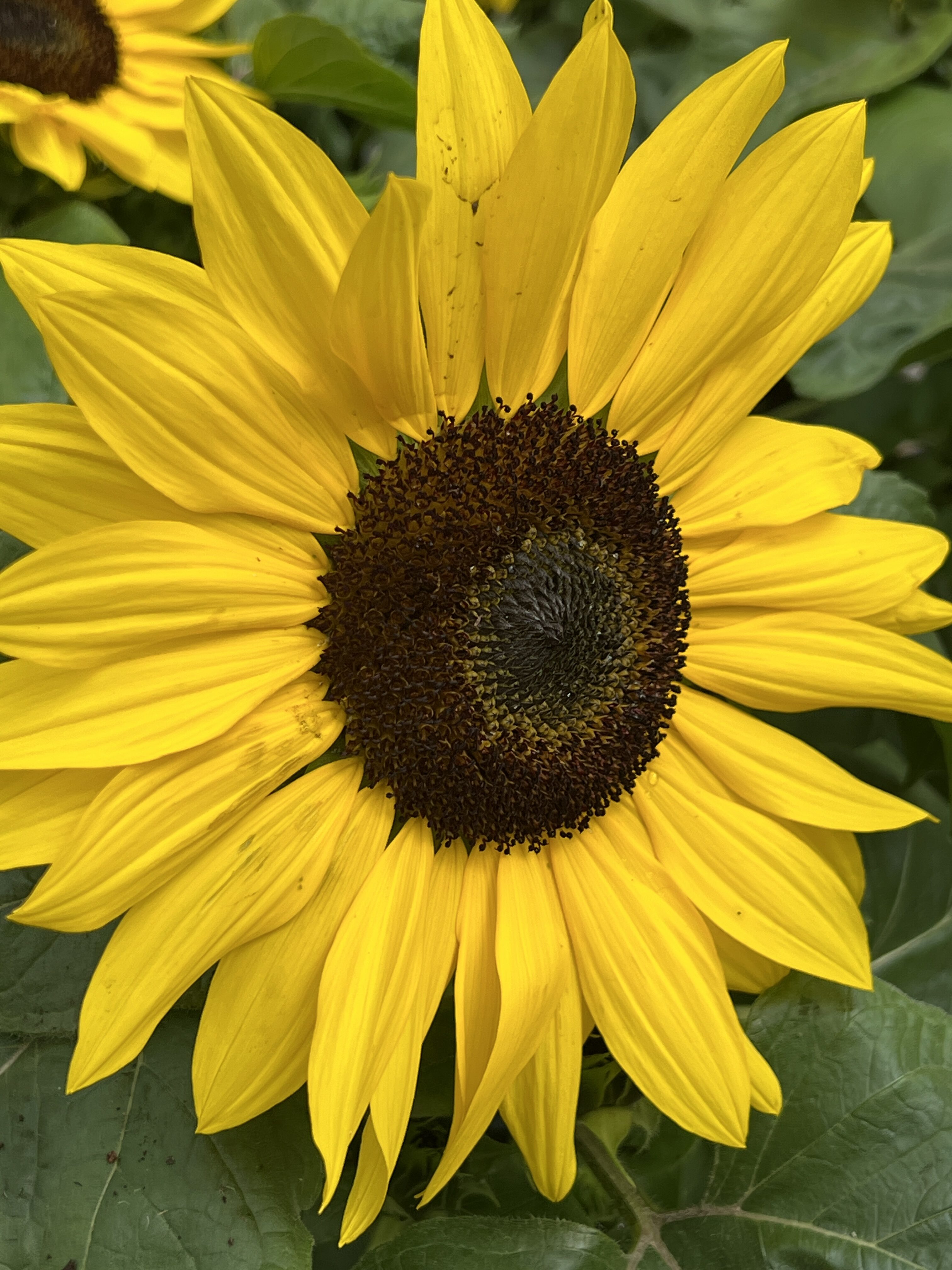 #MySundaySnapshot - Sunflower Supreme 21/52 (2025)