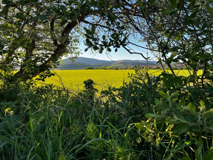 #MySundaySnapshot - Frame It 23/52 (2025) #MySundaySnapshot - Frame It 23/52 (2025)