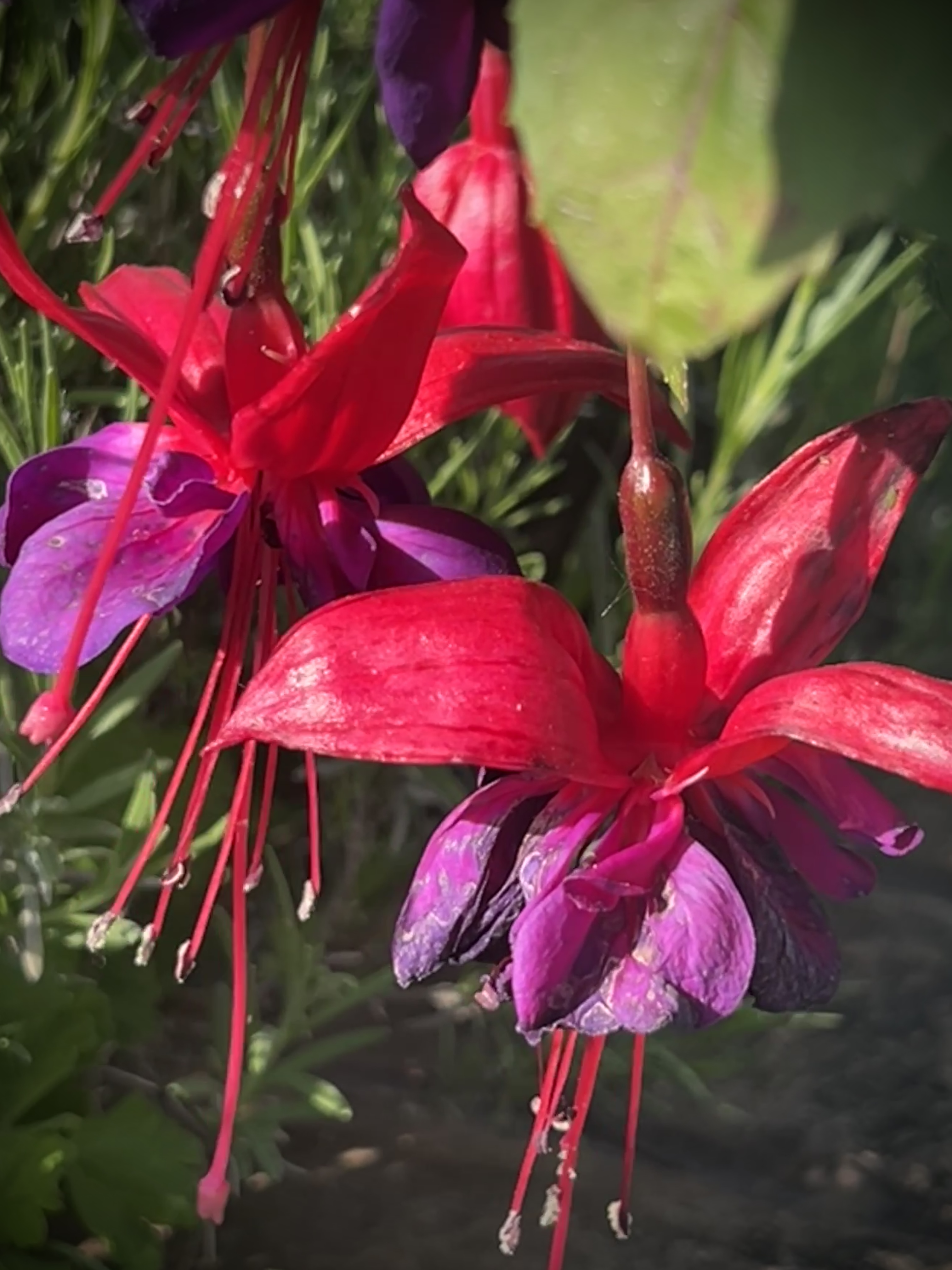 #MySundaySnapshot - Bright And Beautiful 24/52 (2025)