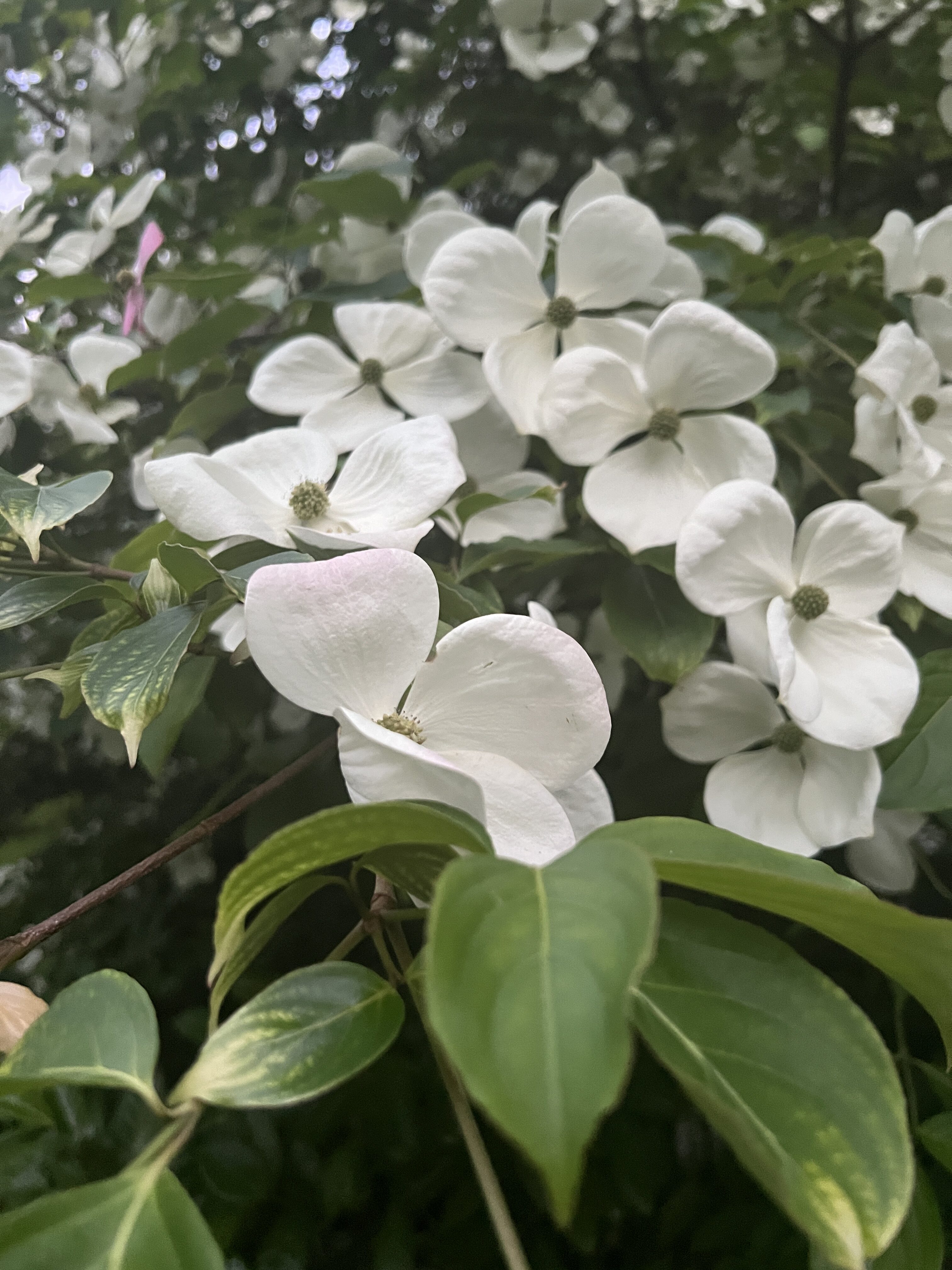 #MySundaySnapshot - Wild In White 26/52 (2025)