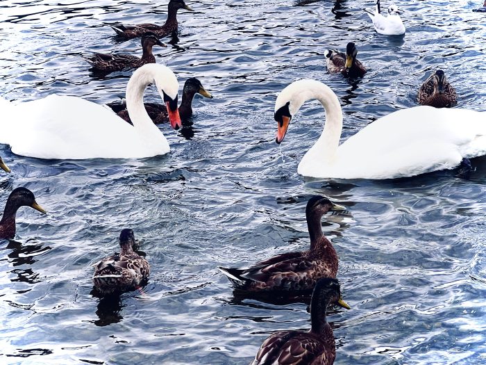#MySundaySnapshot - Stunning Swans 34/52(2025)