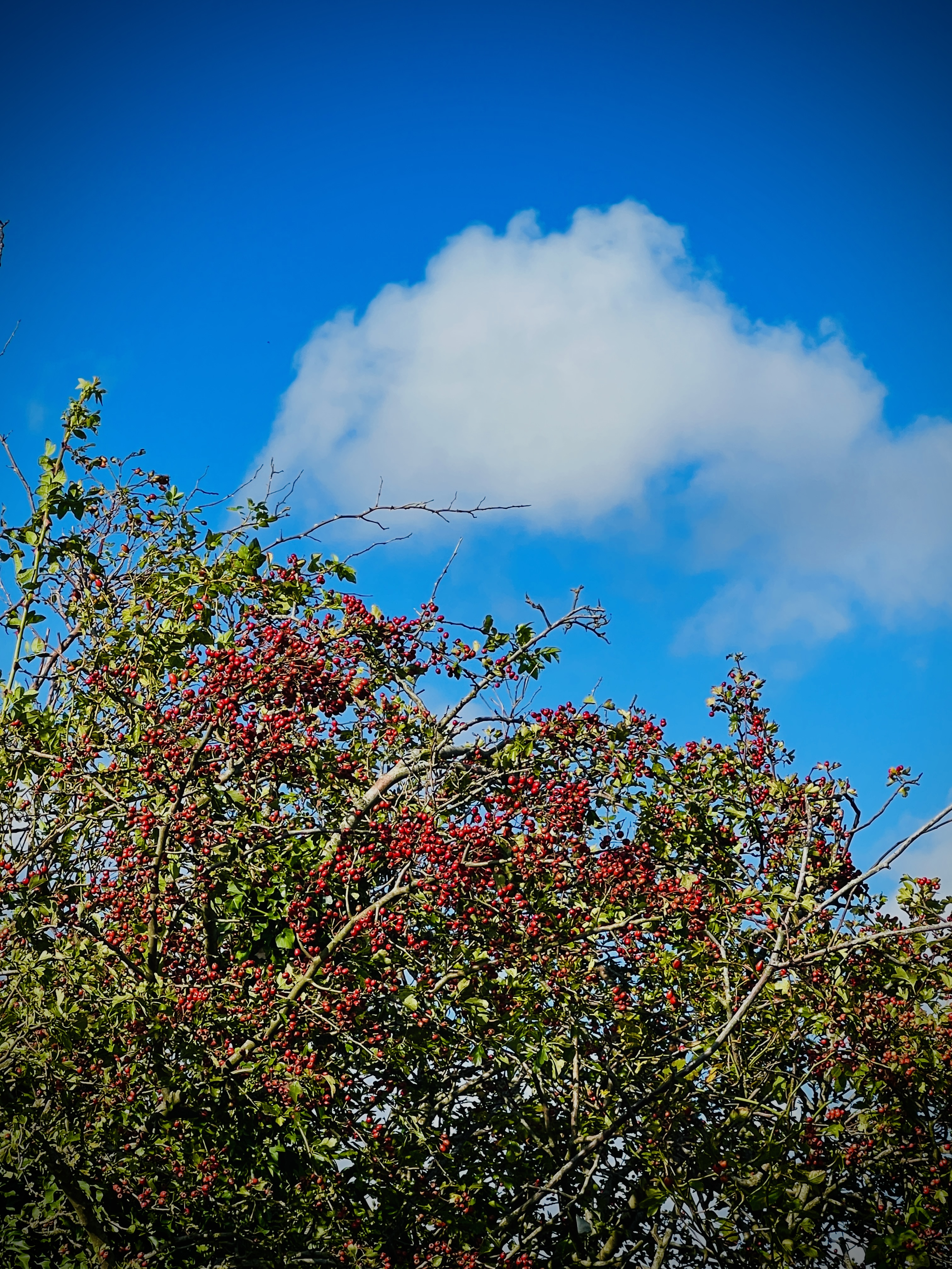 #MySundaySnapshot - Autumn's Calling 35/52 (2025)