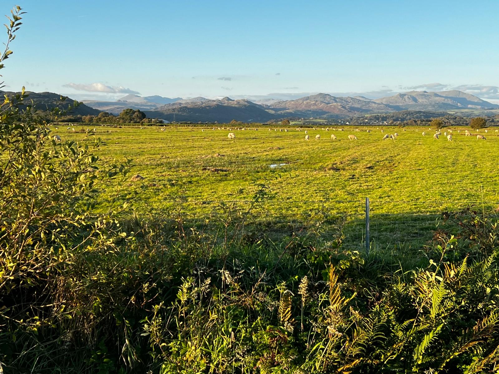 #MySundaySnapshot - Greener Pastures 39/52 (2025)