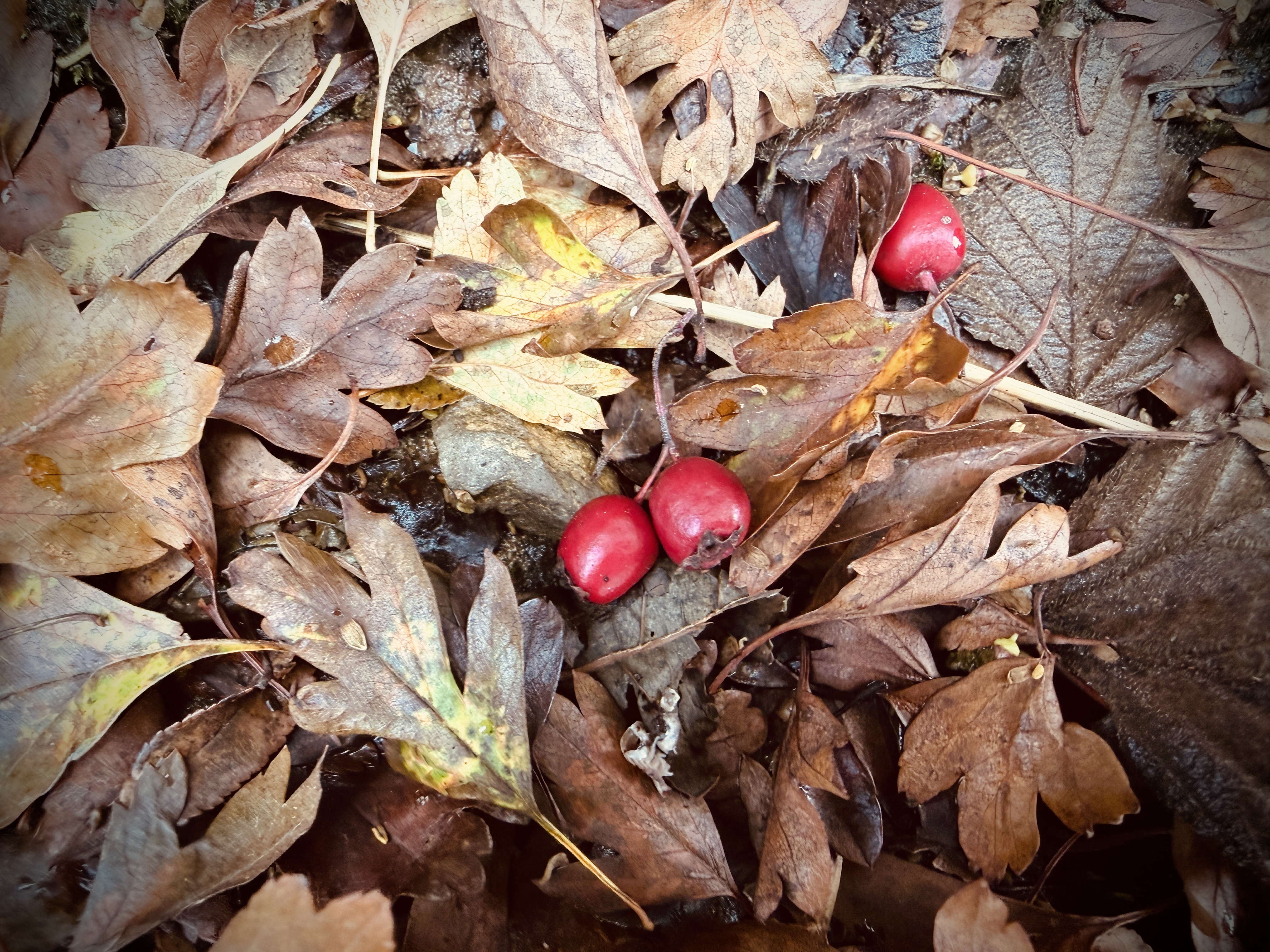 #MySundaySnapshot - Seasonal Shakespeare 43/52 (2025)