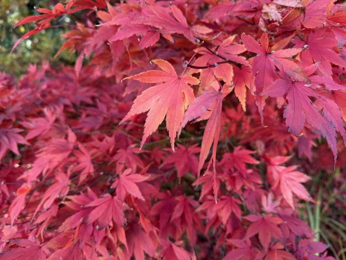 #MySundaySnapshot - New Leaf 46/52 (2025) #MySundaySnapshot - New Leaf 46/52 (2025)