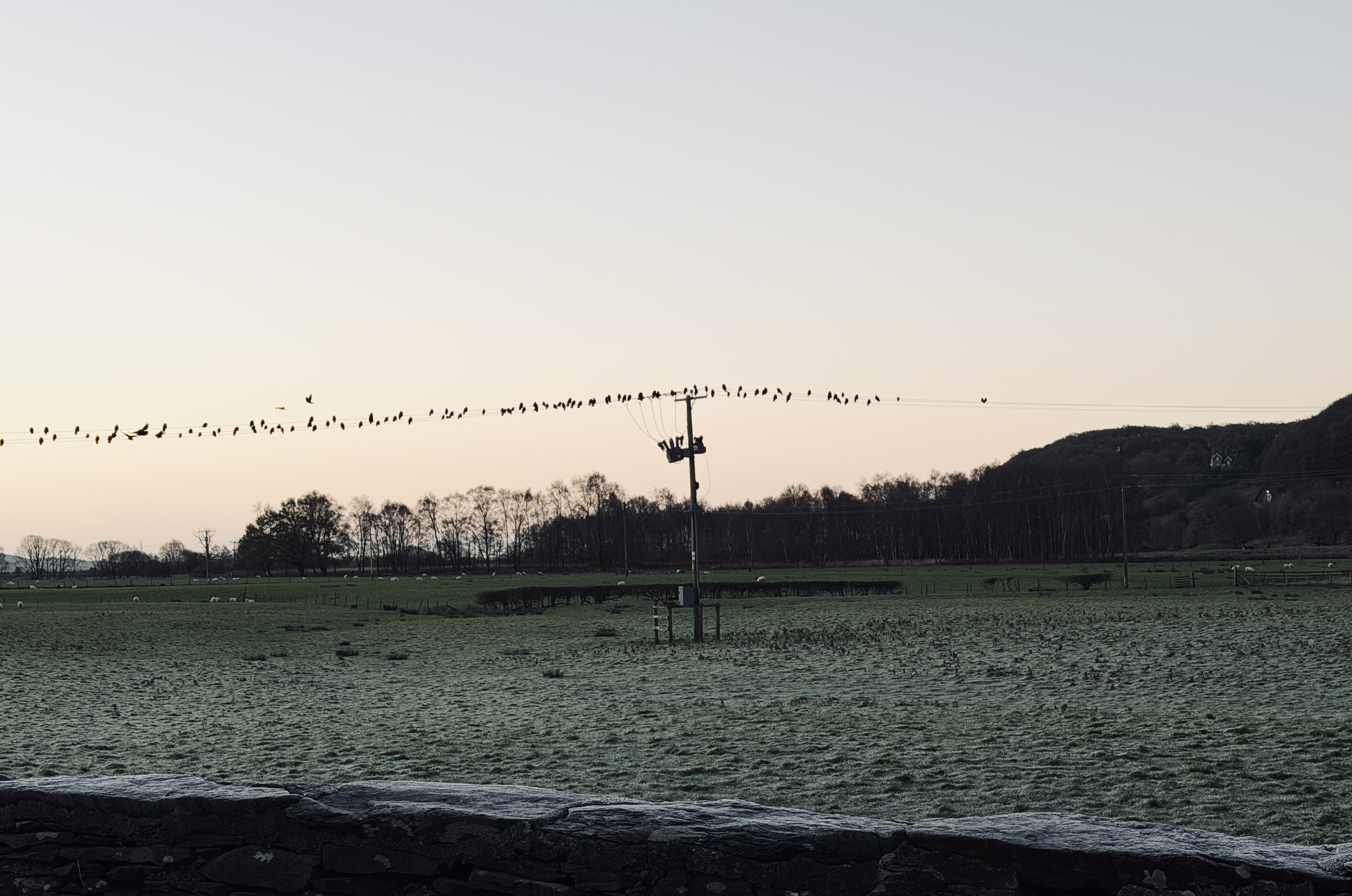 #MySundaySnapshot - Frosty Mornings 47/52 (2025)