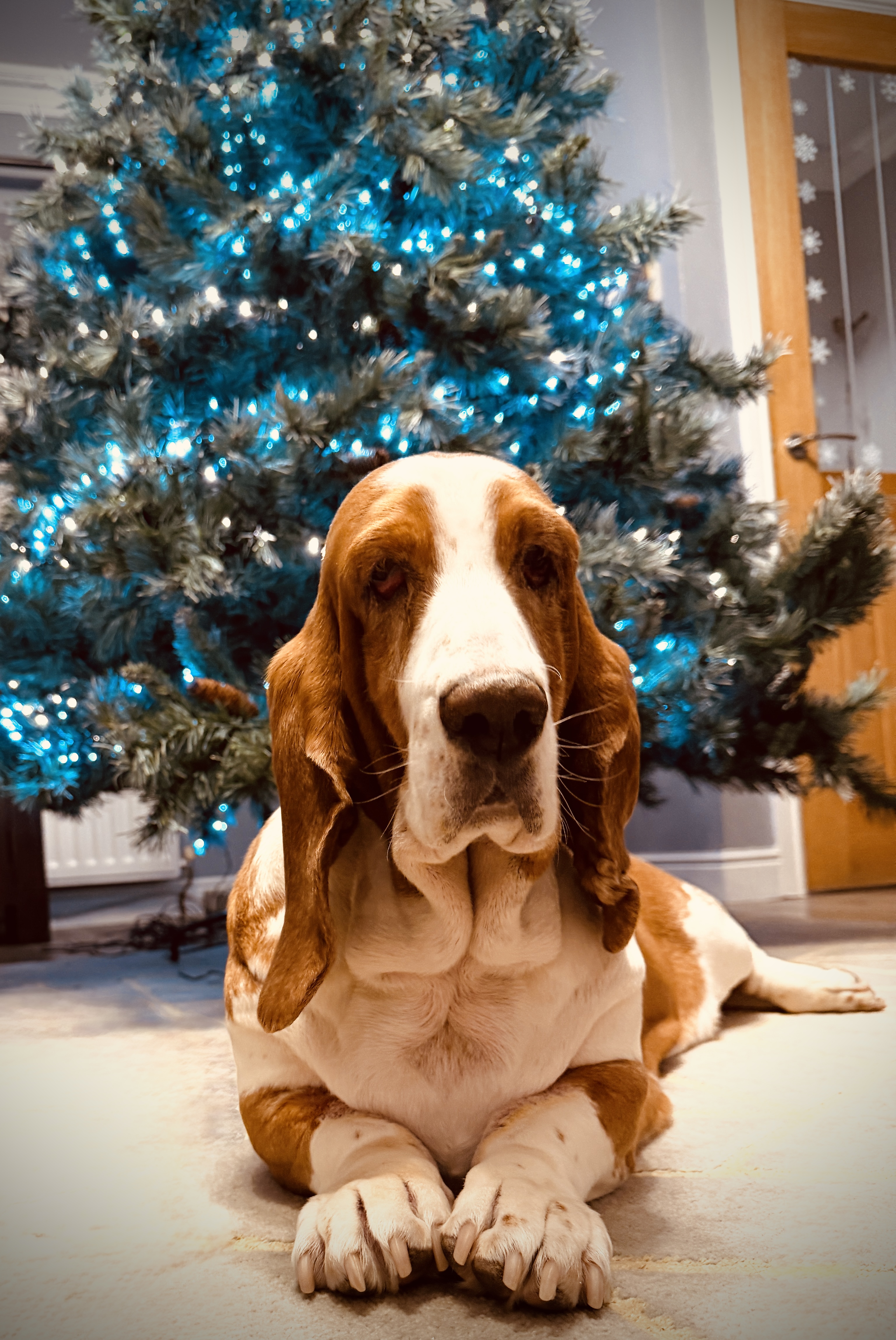 #MySundaySnapshot - It's Beginning To Look A Lot Like Christmas 48/52 (2025)